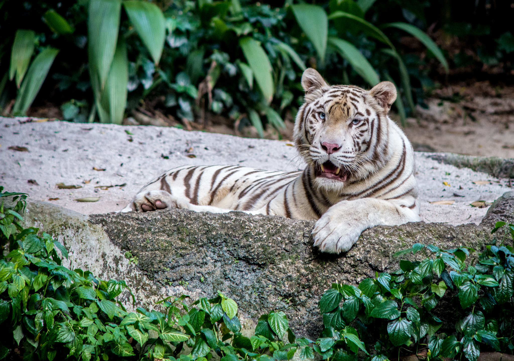 Nikon D610 + AF DC-Nikkor 135mm f/2D sample photo. White tiger photography