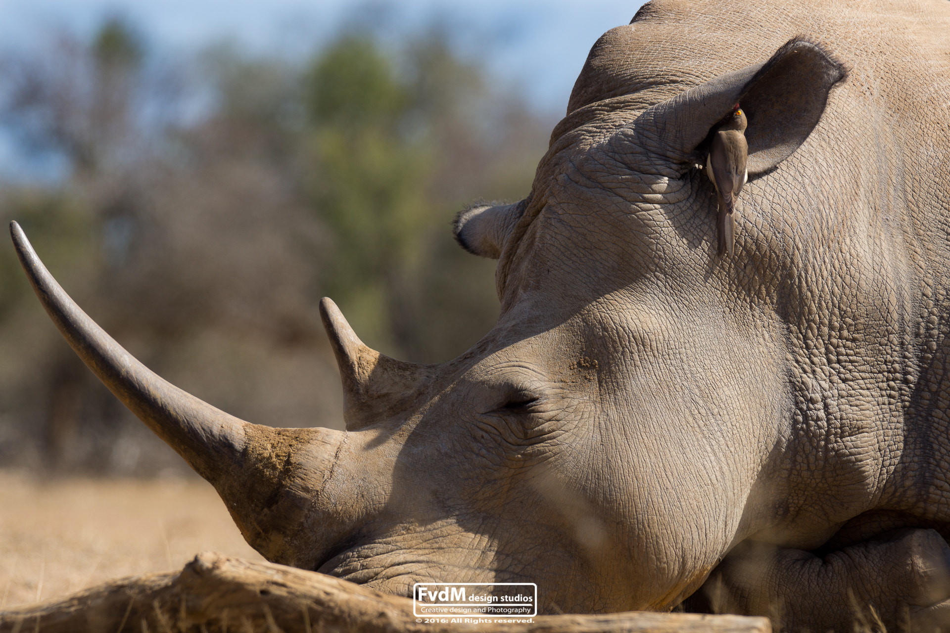 Sony SLT-A77 + Sony 70-400mm F4-5.6 G SSM sample photo. Afternoon's sleep... photography