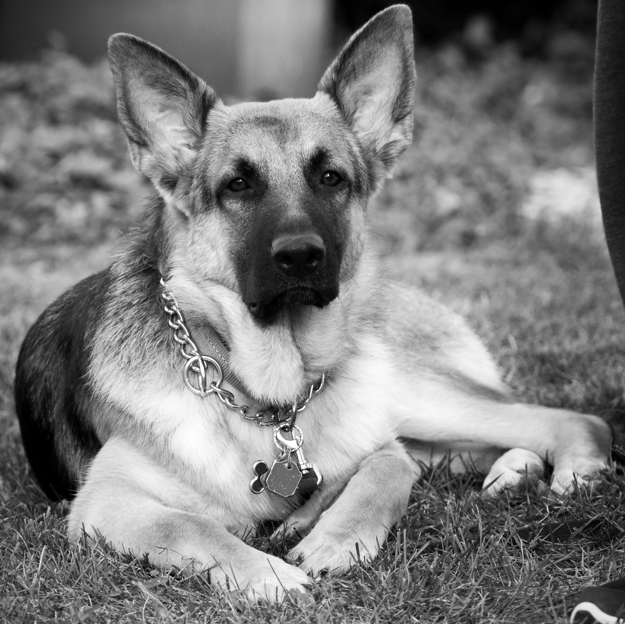 Canon EF 70-200mm F2.8L USM sample photo. Dog photography