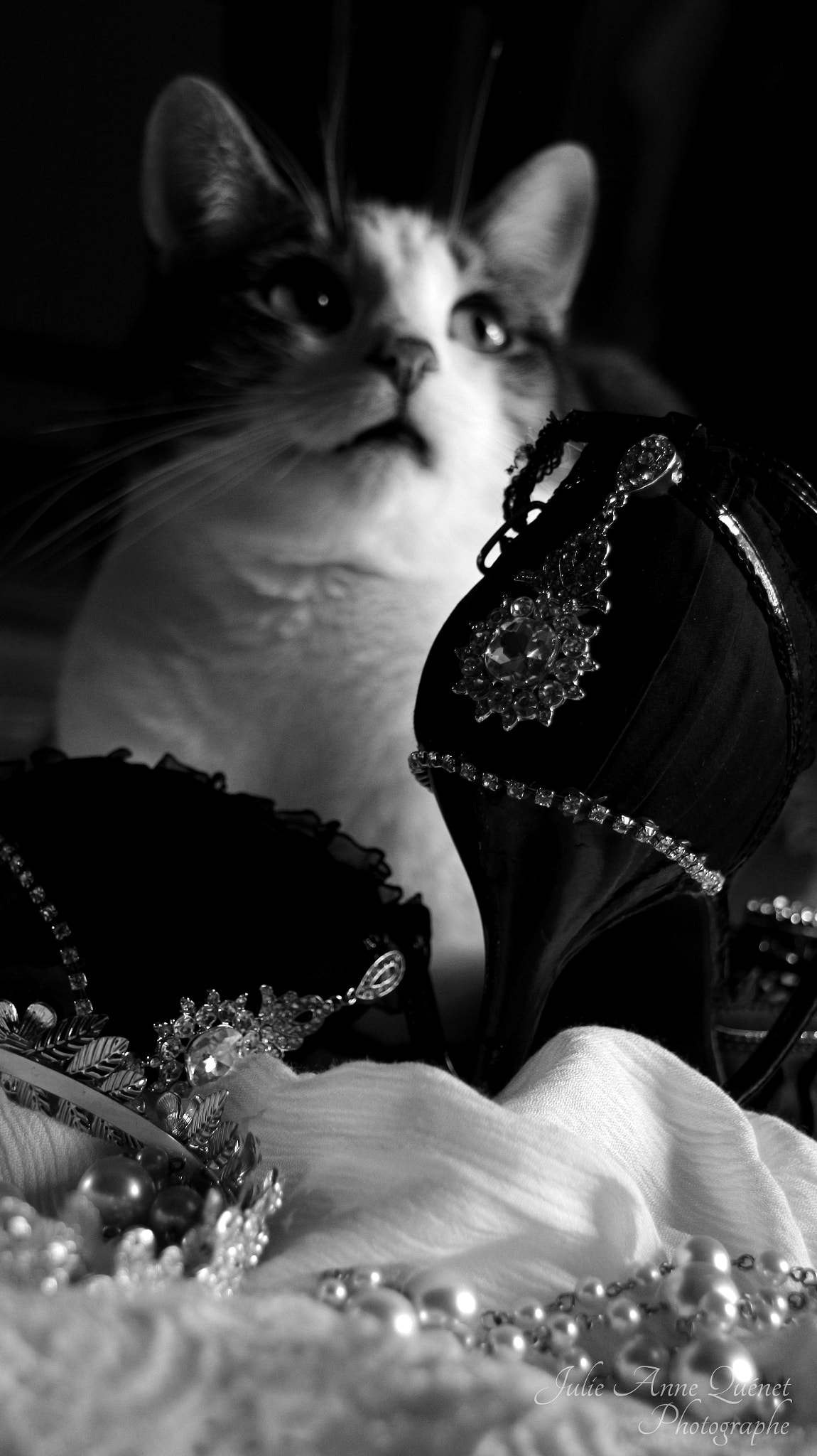 Sigma 18-250mm F3.5-6.3 DC OS HSM sample photo. Drag kitten photography