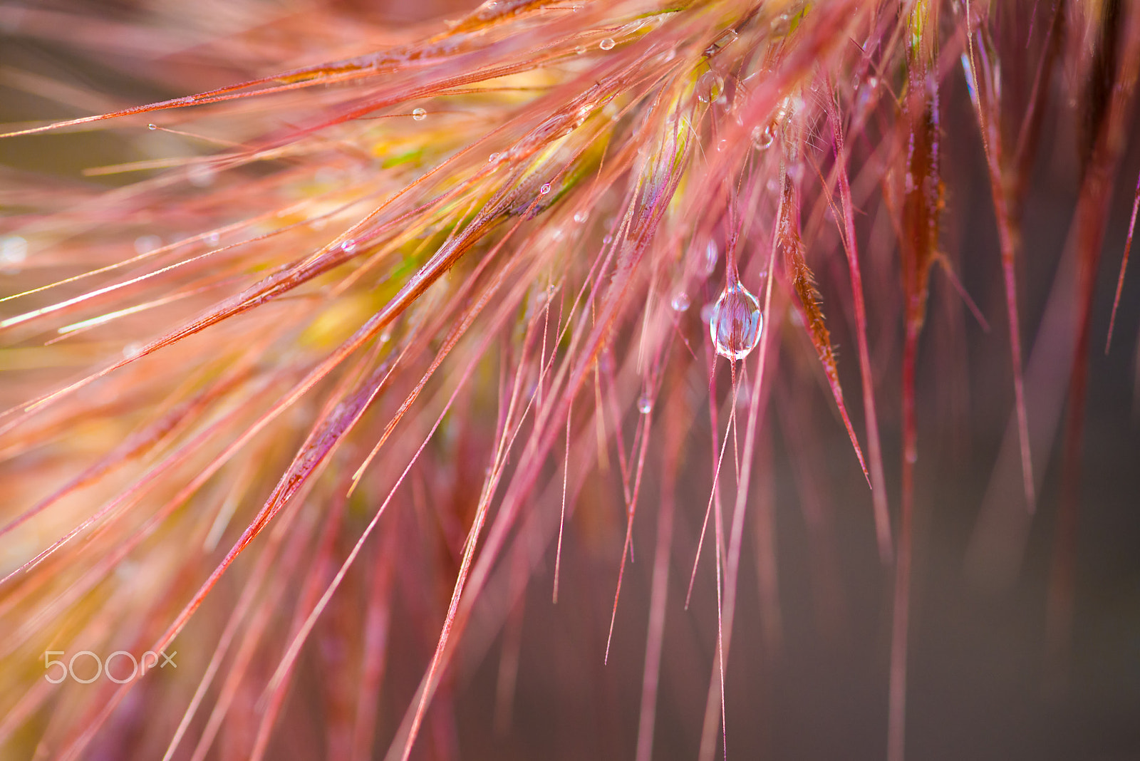 Nikon D600 sample photo. Water drops glowing in foxtail photography