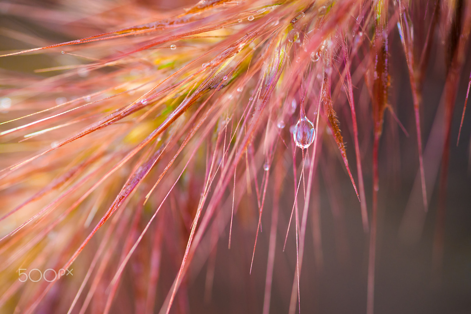 Tamron SP AF 90mm F2.8 Di Macro sample photo. Water drops glowing in foxtail photography
