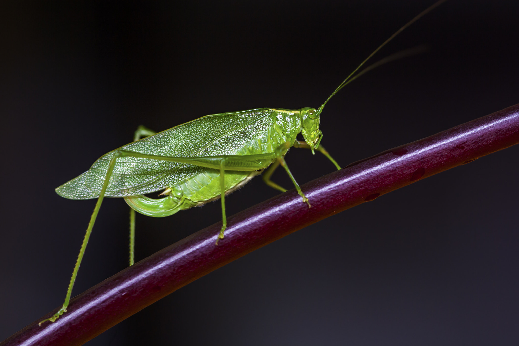 Canon EF 100mm F2.8 Macro USM sample photo. Sauterelle photography