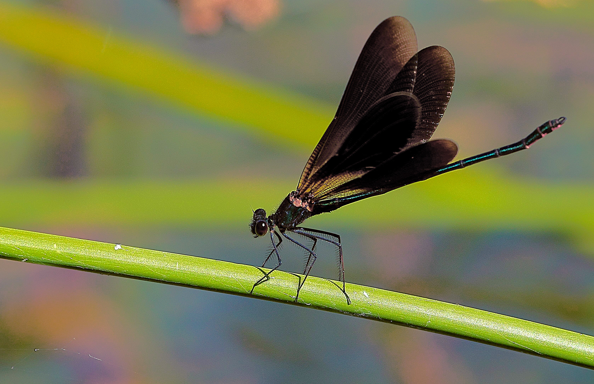 Canon EF 100-400mm F4.5-5.6L IS USM sample photo. Caballito del diablo photography