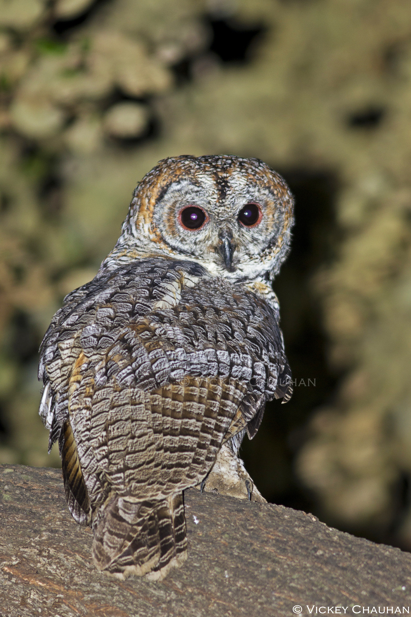 Canon EOS 550D (EOS Rebel T2i / EOS Kiss X4) sample photo. Mottled wood owl photography