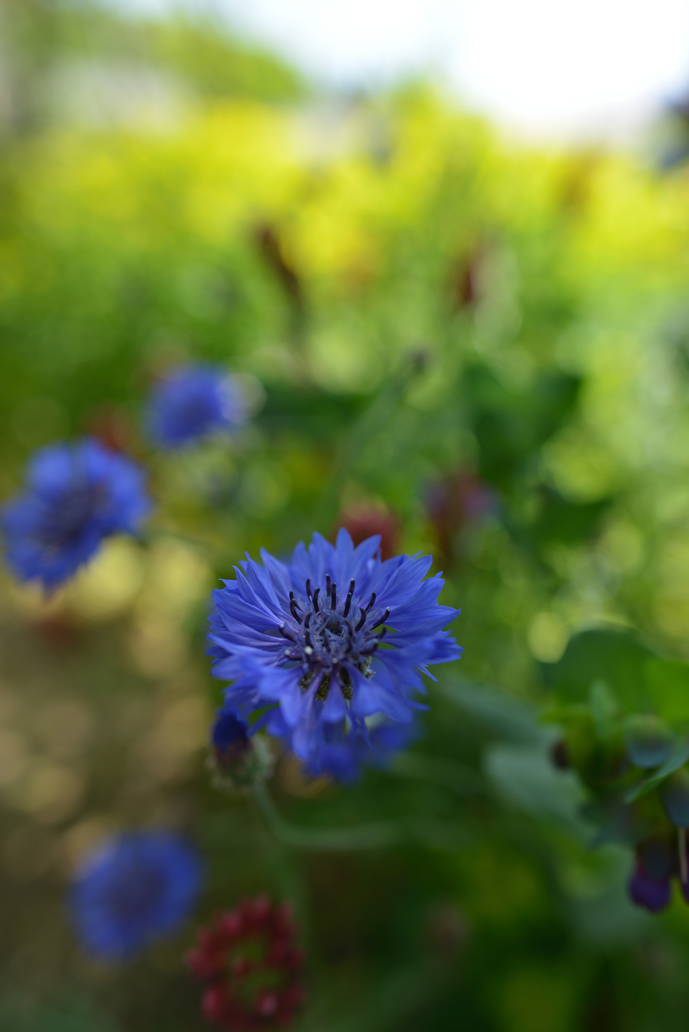 Nikon D800 + Nikon AF-S Nikkor 24mm F1.8G ED sample photo. Flower photography