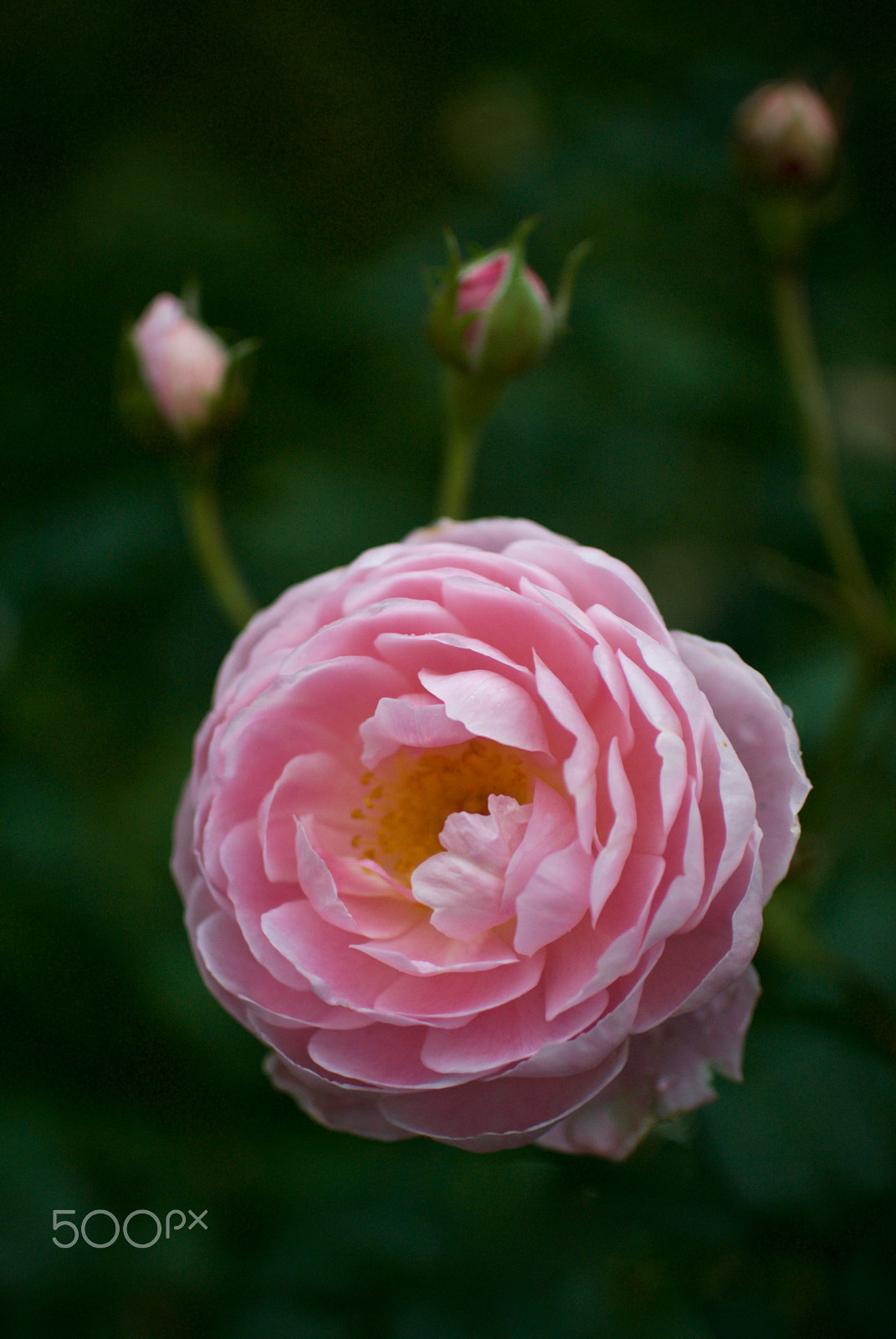 Nikon 1 J2 sample photo. Pink rose photography