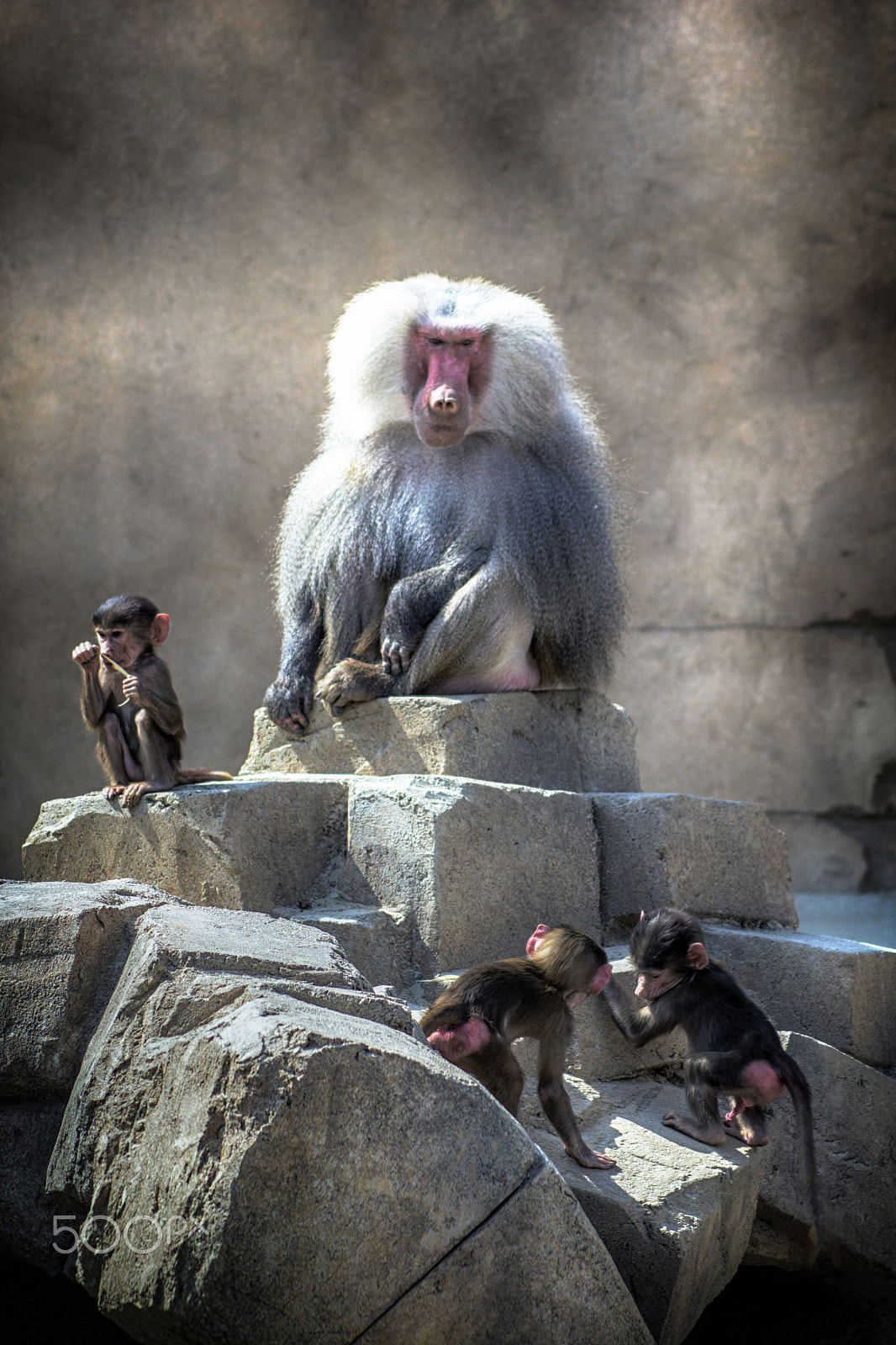 Canon EOS 60D + Tamron AF 70-300mm F4-5.6 Di LD Macro sample photo. Father baboon. photography