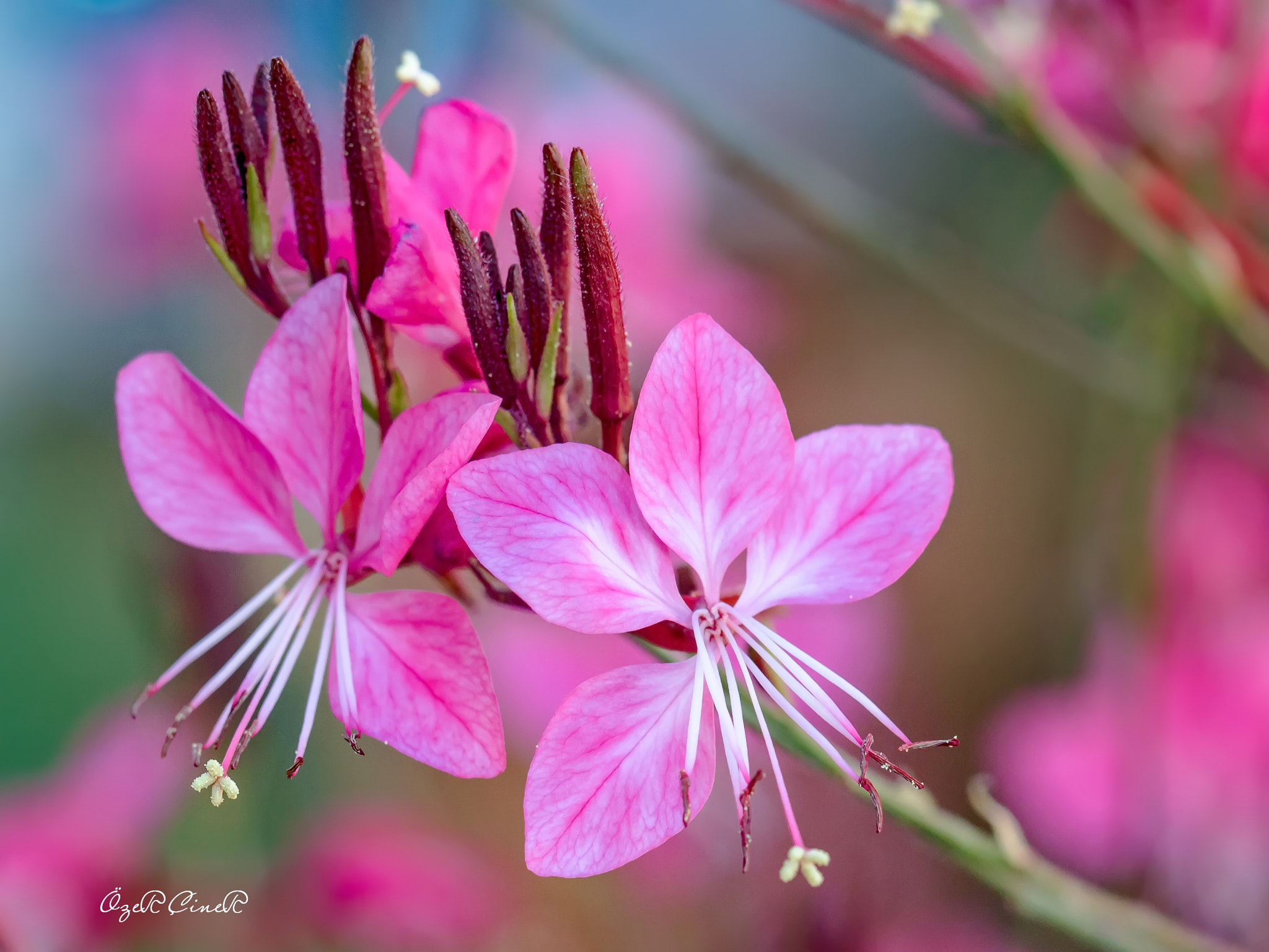 Canon EOS 7D + Canon EF 100mm F2.8L Macro IS USM sample photo. Reach out... photography