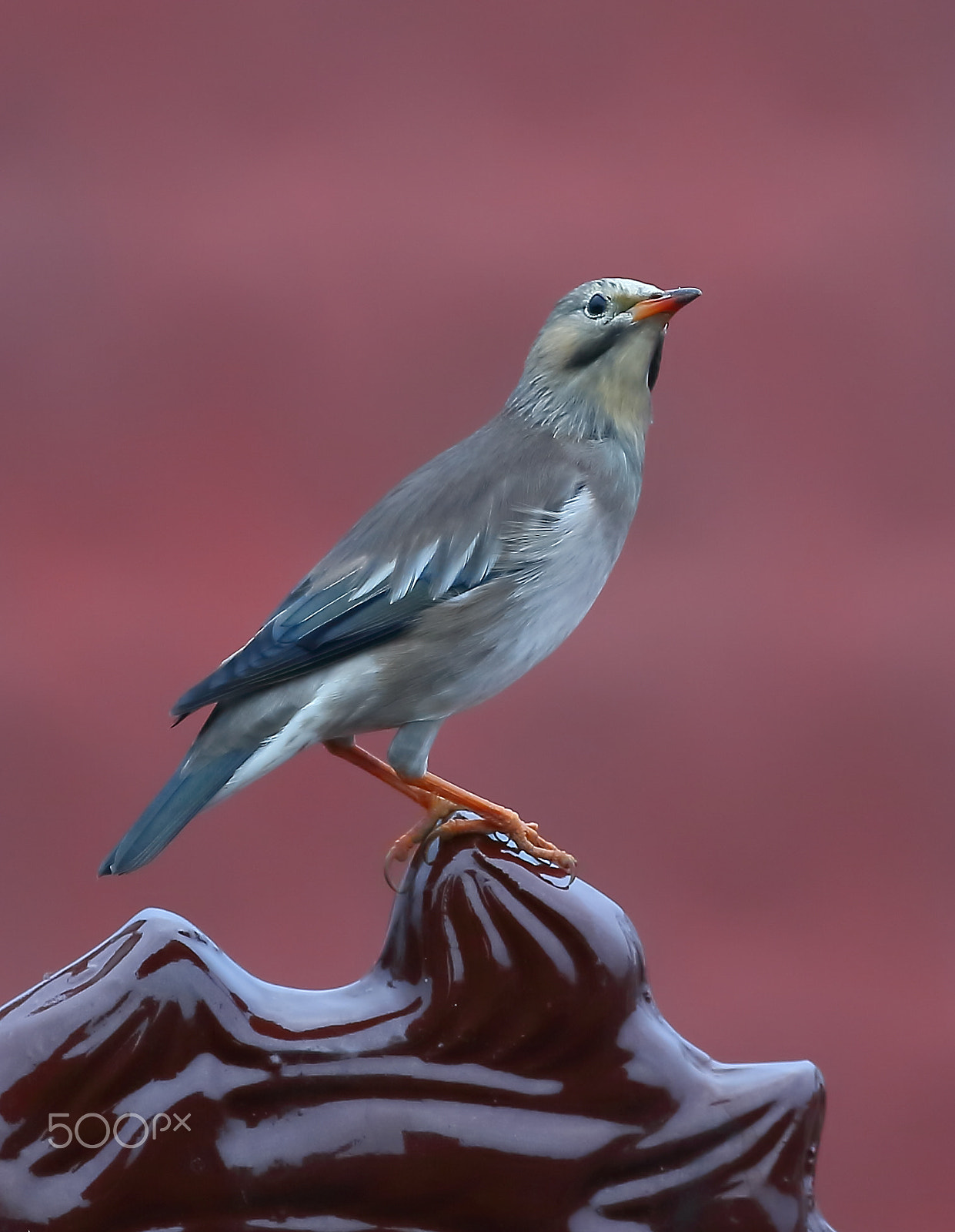 Canon EF 400mm F2.8L IS II USM sample photo. Bird photography