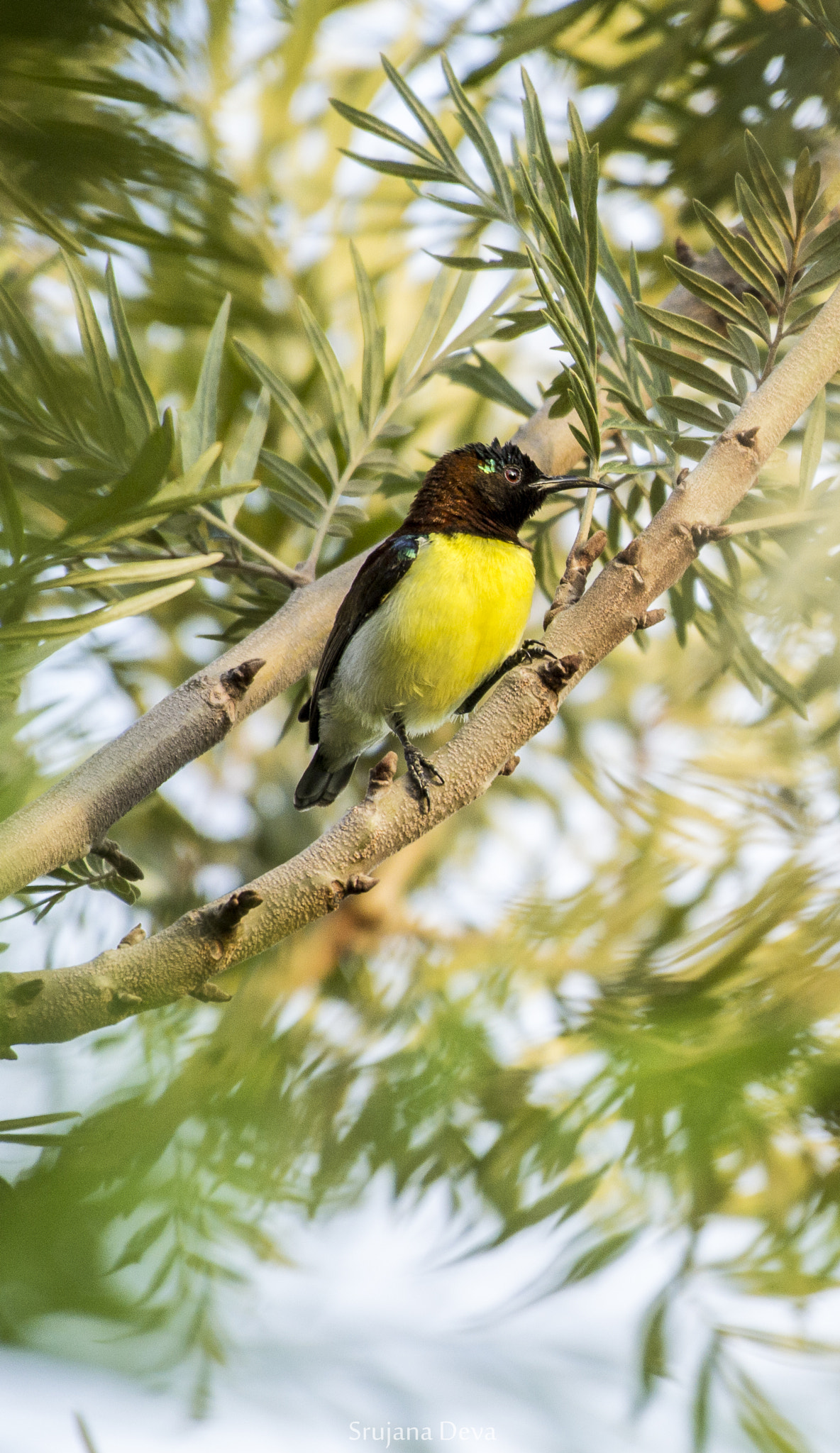 Nikon AF-S Nikkor 200-500mm F5.6E ED VR sample photo. Topaz amidst emerald photography