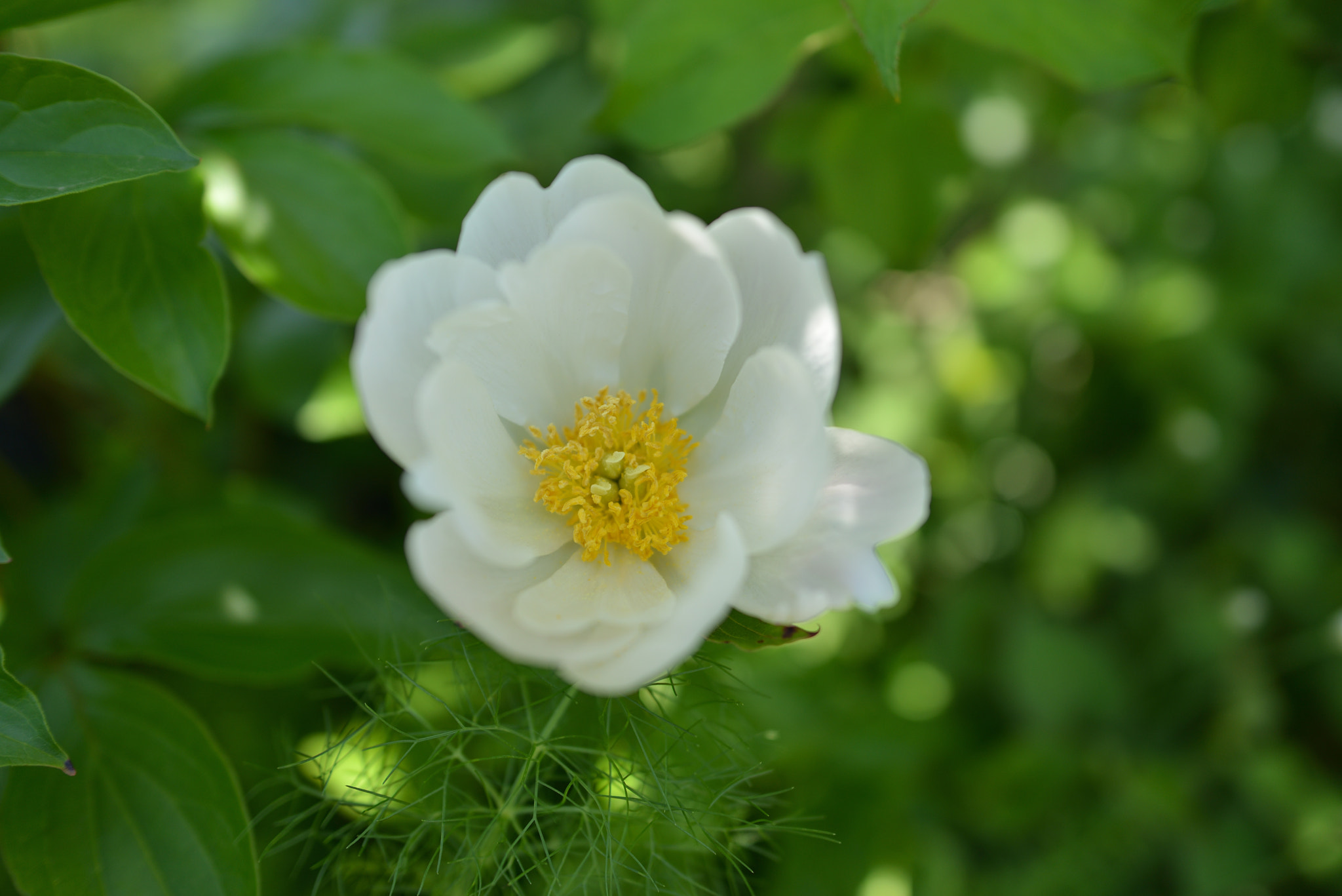 Nikon D800 sample photo. Flower photography