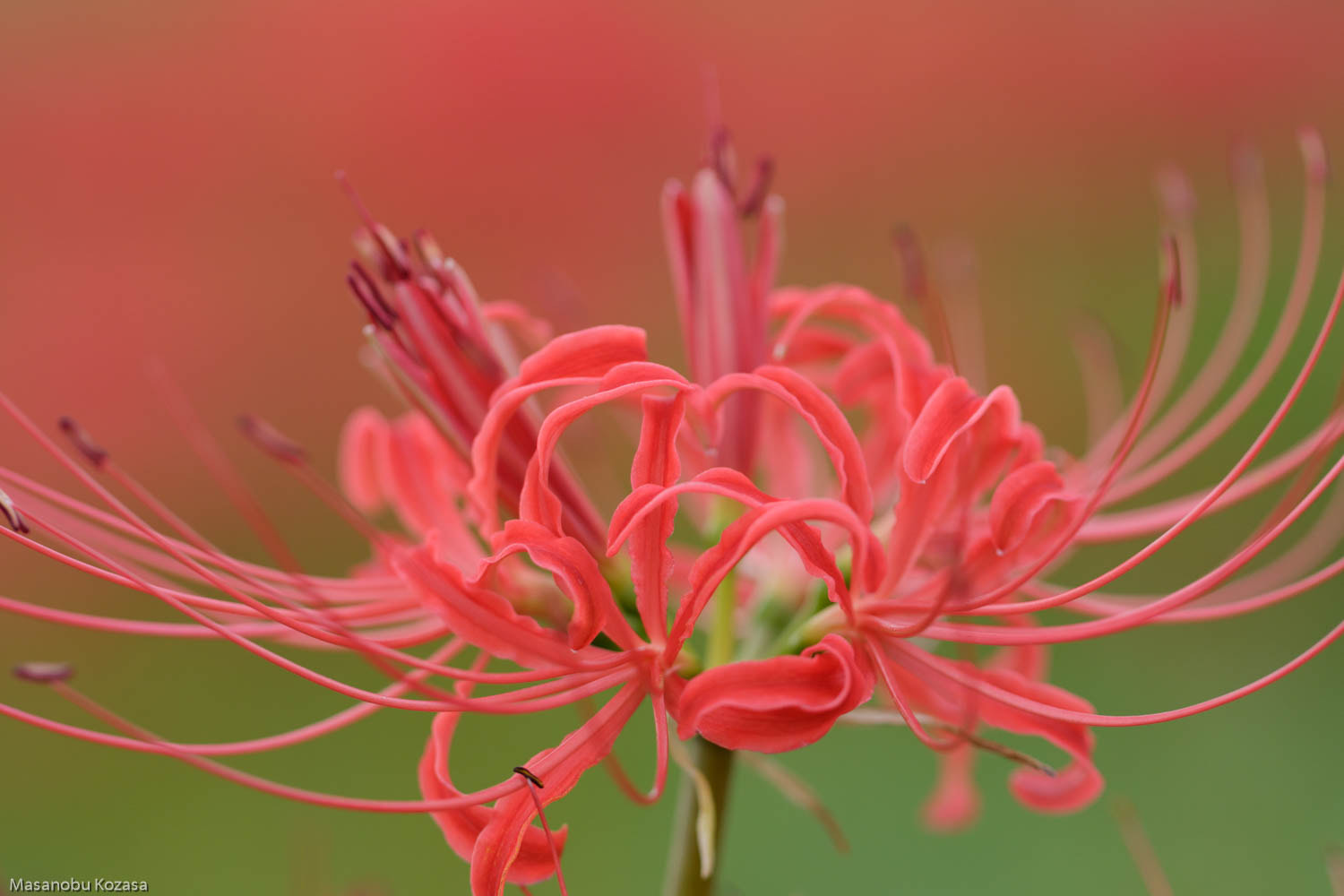 Canon EOS 7D Mark II + Canon EF 100mm F2.8L Macro IS USM sample photo. Cluster amaryllis photography