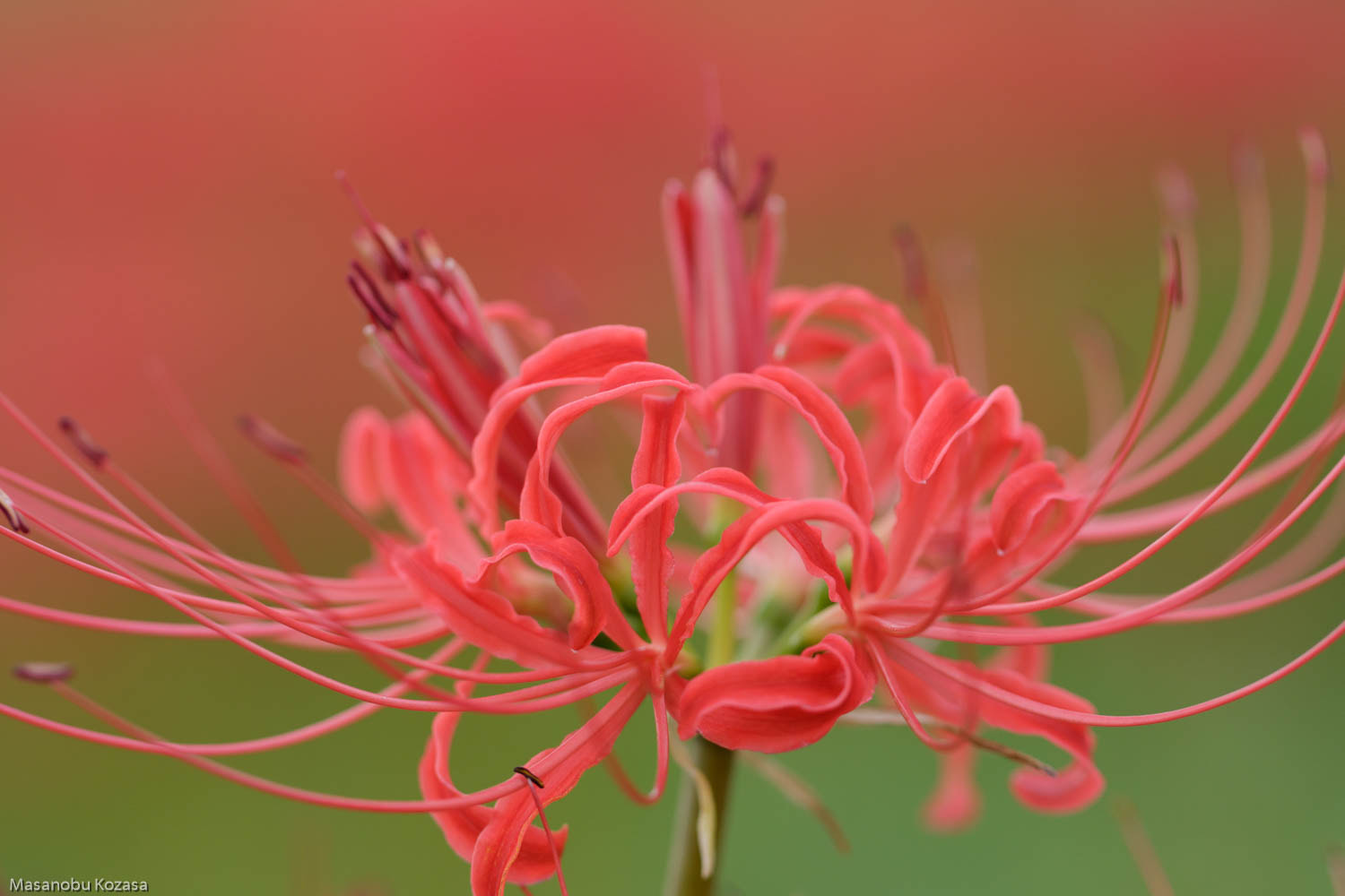 Canon EF 100mm F2.8L Macro IS USM sample photo. Cluster amaryllis photography