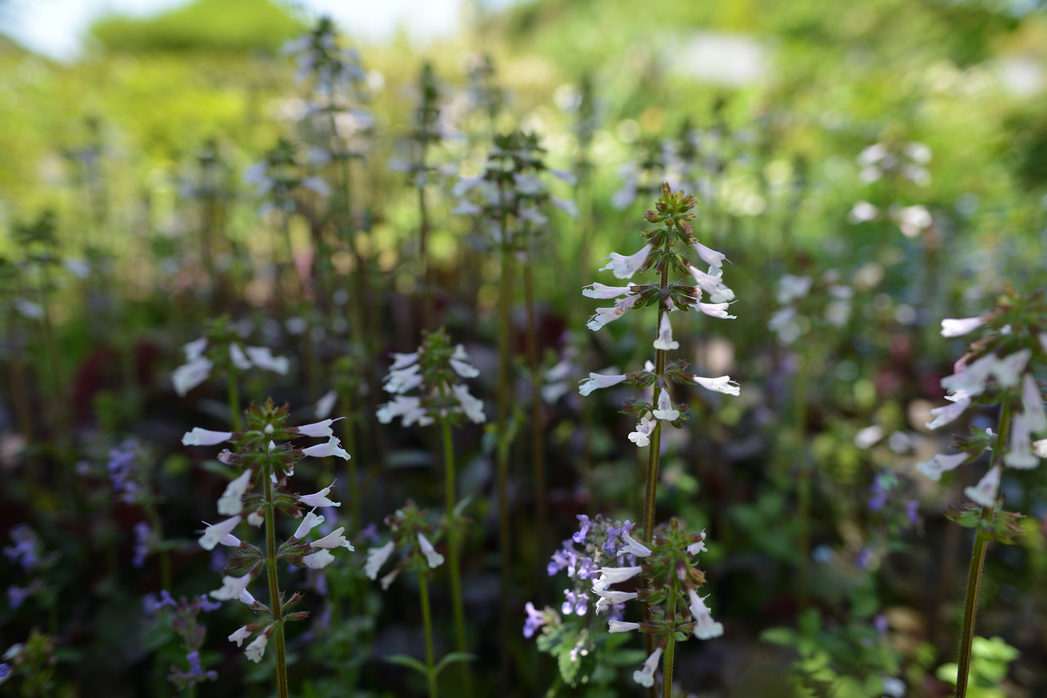 Nikon D800 + Nikon AF-S Nikkor 24mm F1.8G ED sample photo. Flower photography