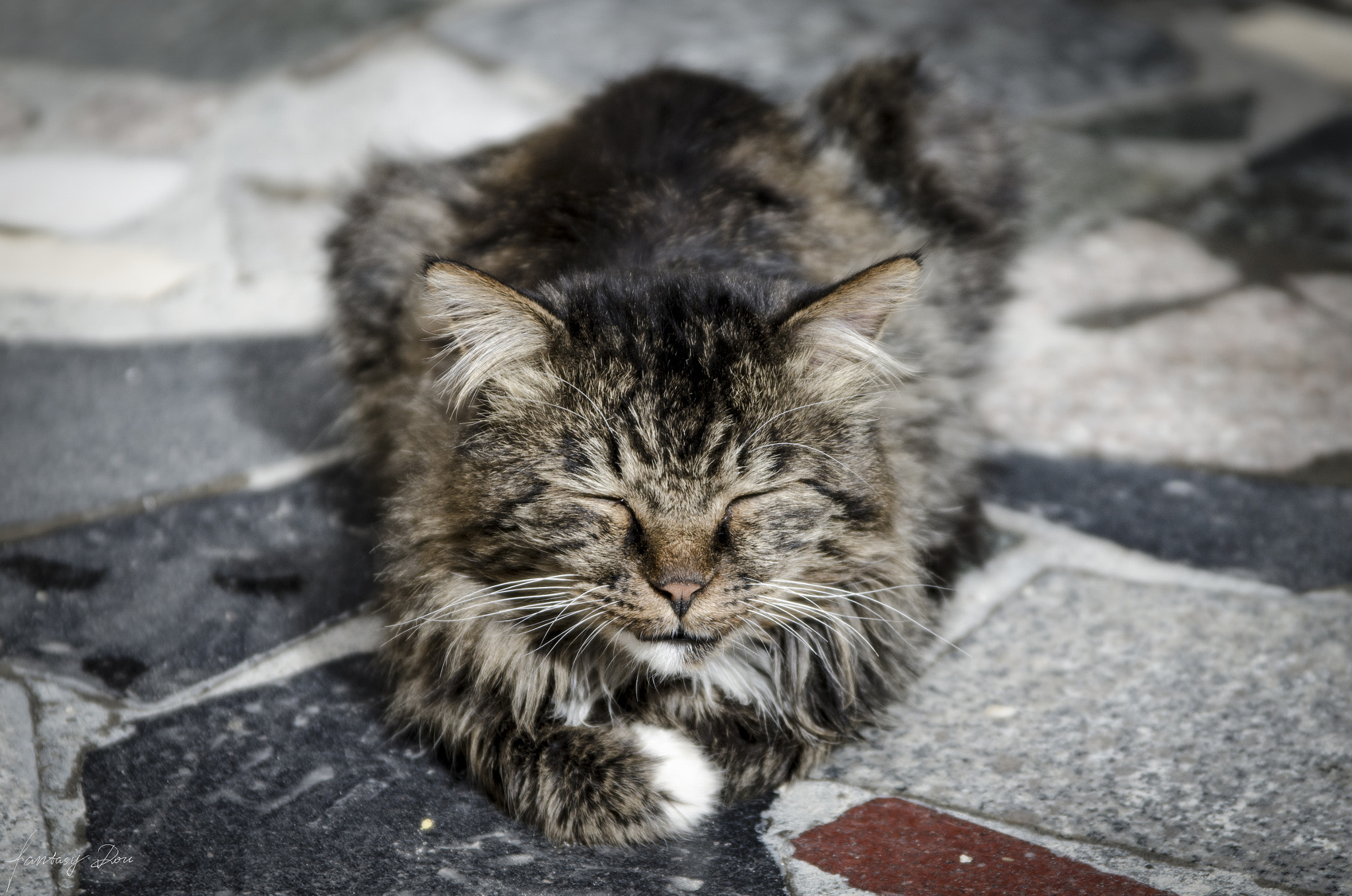Nikon AF Nikkor 24-85mm F2.8-4D IF sample photo. Kitty photography