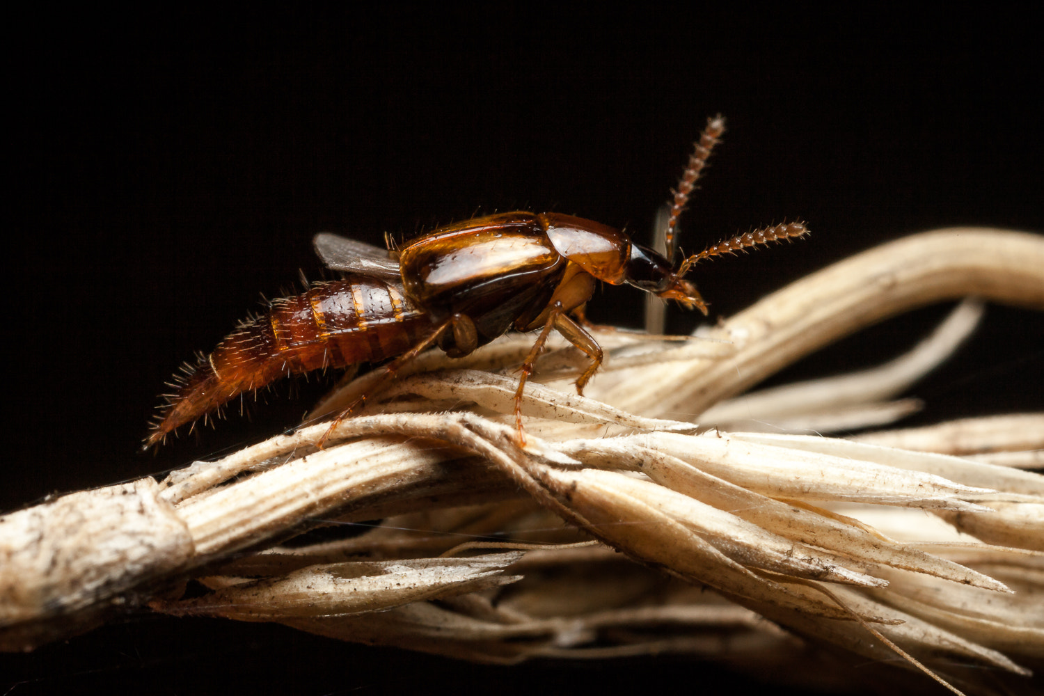 Canon EOS 5D Mark II + Canon MP-E 65mm F2.5 1-5x Macro Photo sample photo. Rove beetle photography