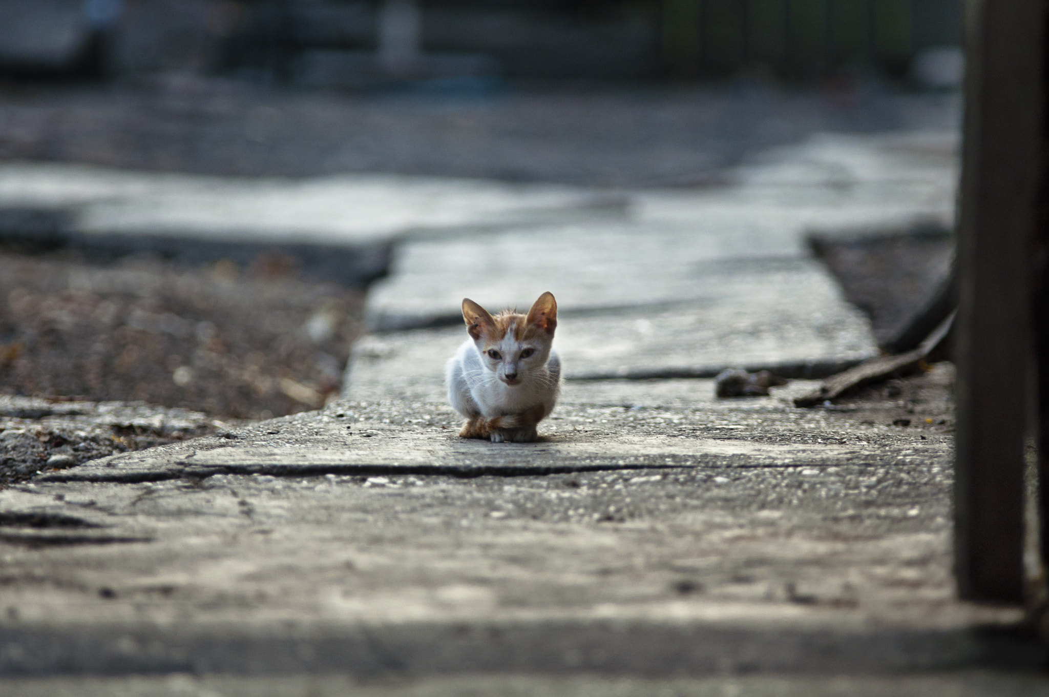 Sigma 70-200mm F2.8 EX DG OS HSM sample photo. Meaw! photography