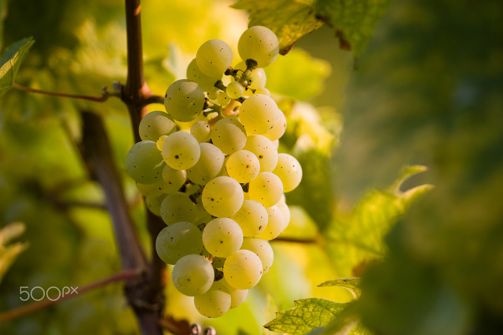 Canon EOS 30D + Canon EF 70-200mm F4L USM sample photo. Riesling, end of september photography