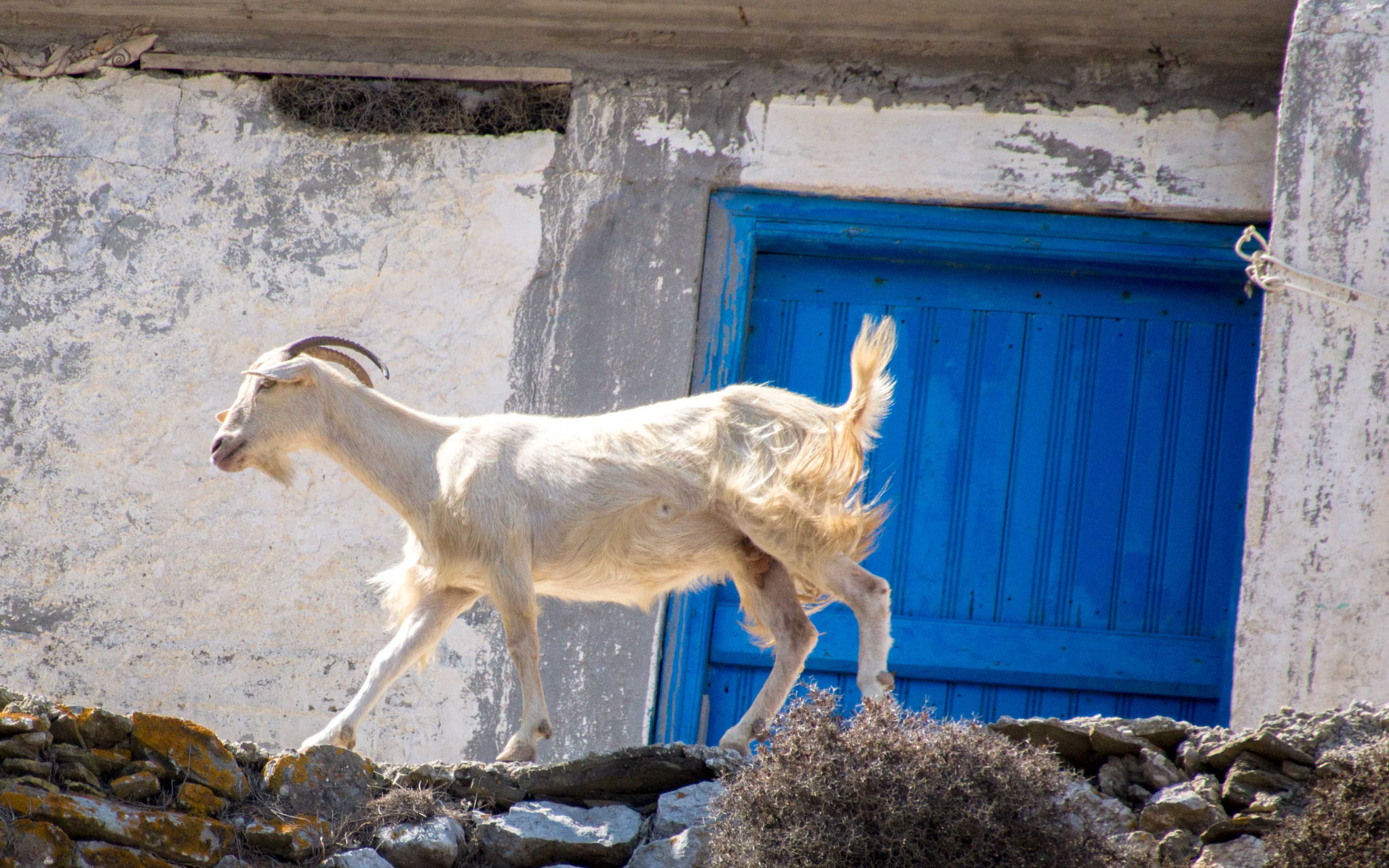 Sony SLT-A65 (SLT-A65V) + Sigma 18-250mm F3.5-6.3 DC OS HSM sample photo. Goat with blue door photography