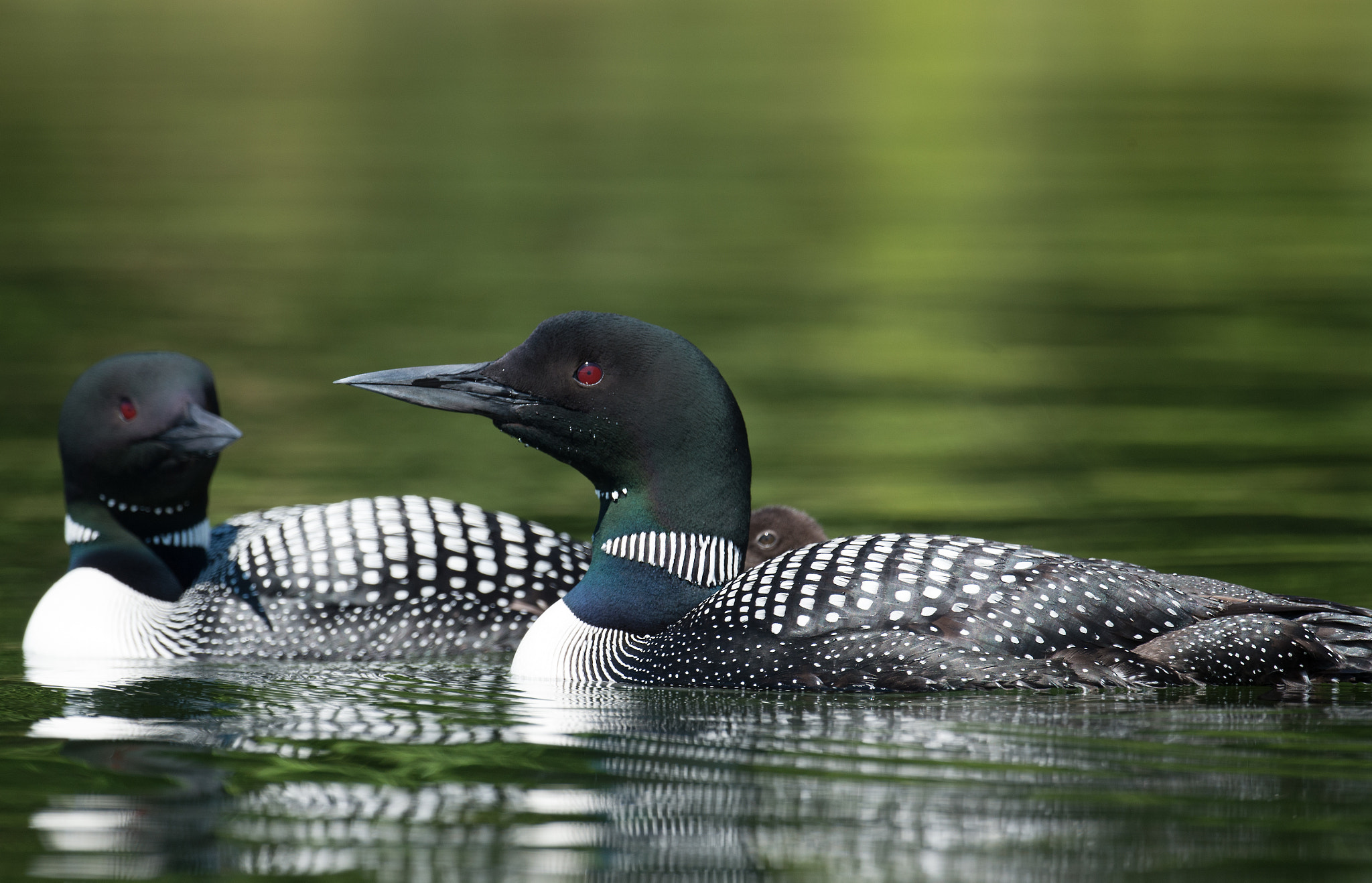 Nikon AF-S Nikkor 800mm F5.6E FL ED VR sample photo. Plongeon huard, gavia immer, great northern loon photography