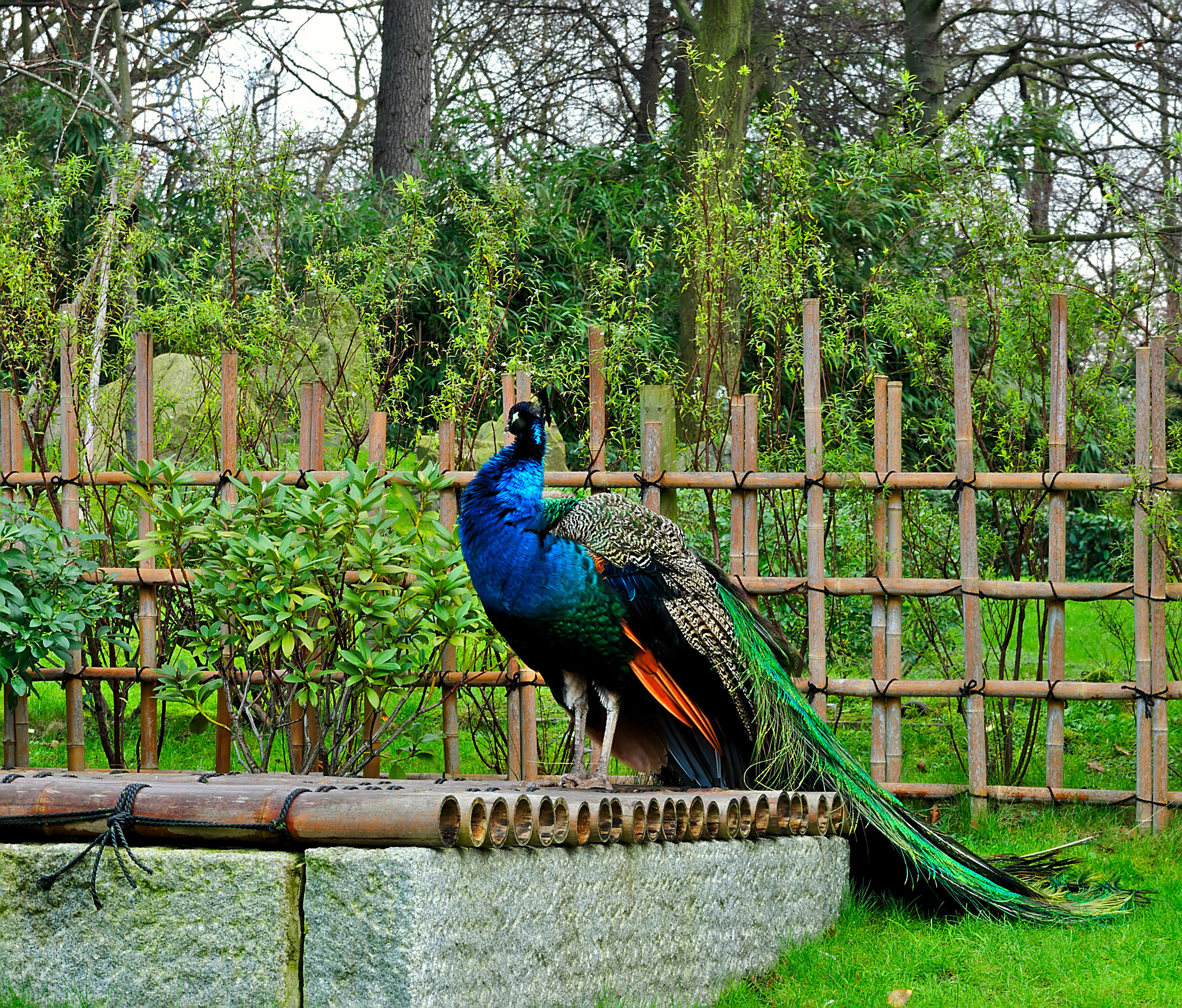 Nikon D800 sample photo. Peacock in kyoto garden (holland park, london, uk) photography