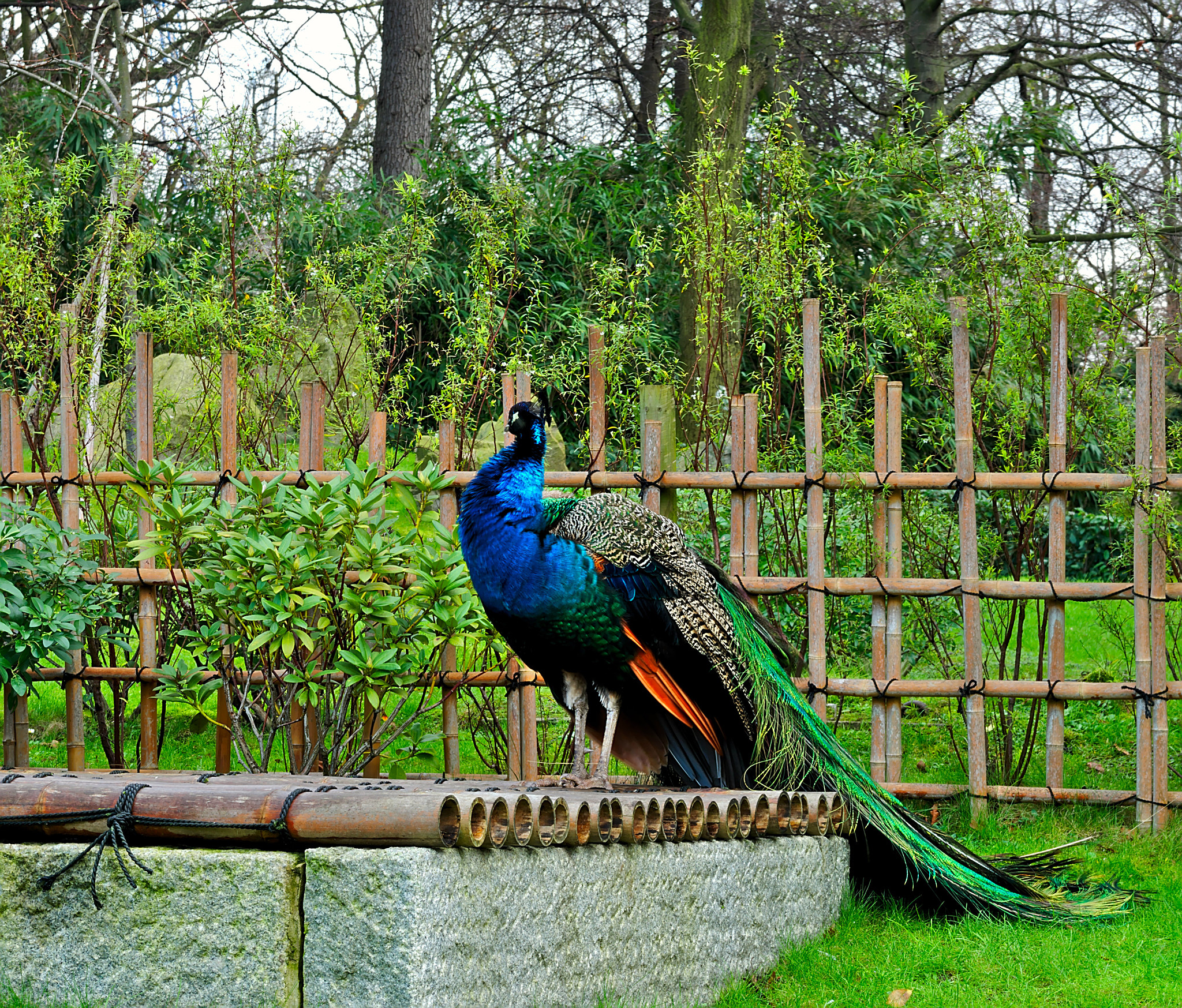 AF Zoom-Nikkor 28-80mm f/3.3-5.6G sample photo. Peacock in kyoto garden (holland park, london, uk) photography