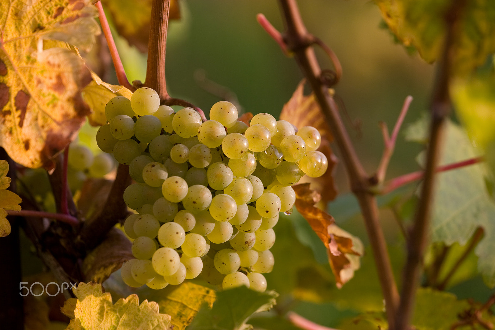 Canon EOS 30D + Canon EF 70-200mm F4L USM sample photo. Riesling, middle of october photography