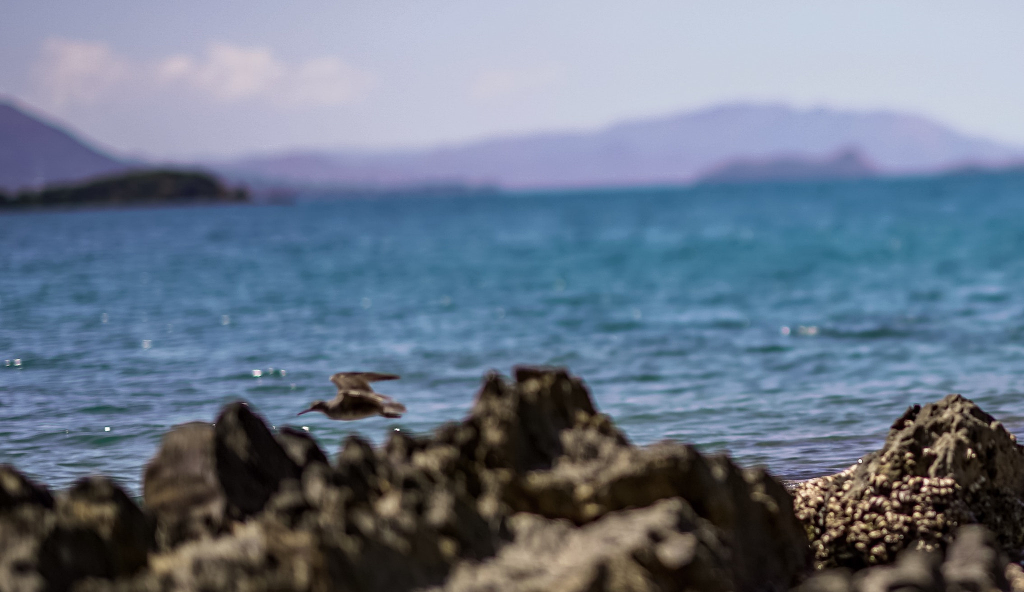 Sony FE 85mm F1.4 GM sample photo. Rock bird fly. photography