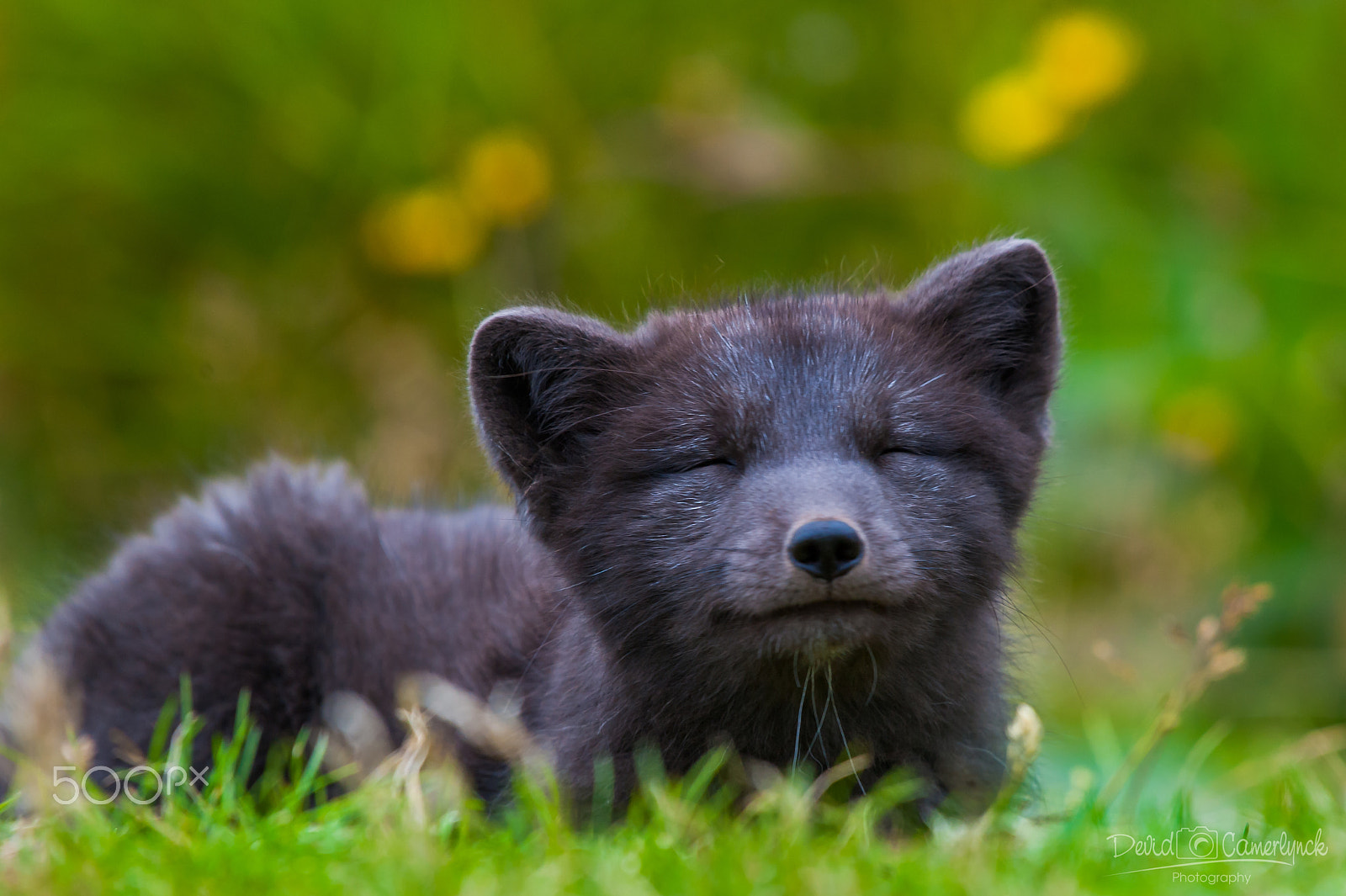 Nikon AF-S Nikkor 200-500mm F5.6E ED VR sample photo. Polarfox sunning photography