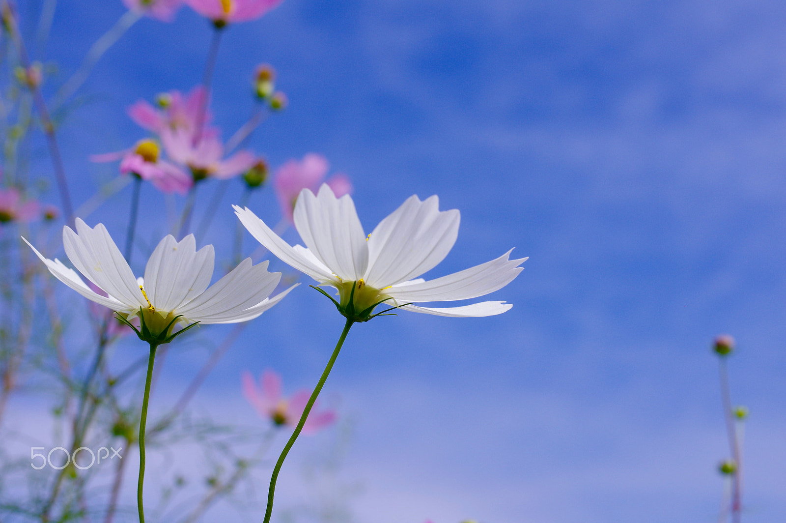 Pentax K-3 sample photo. Cosmos photography