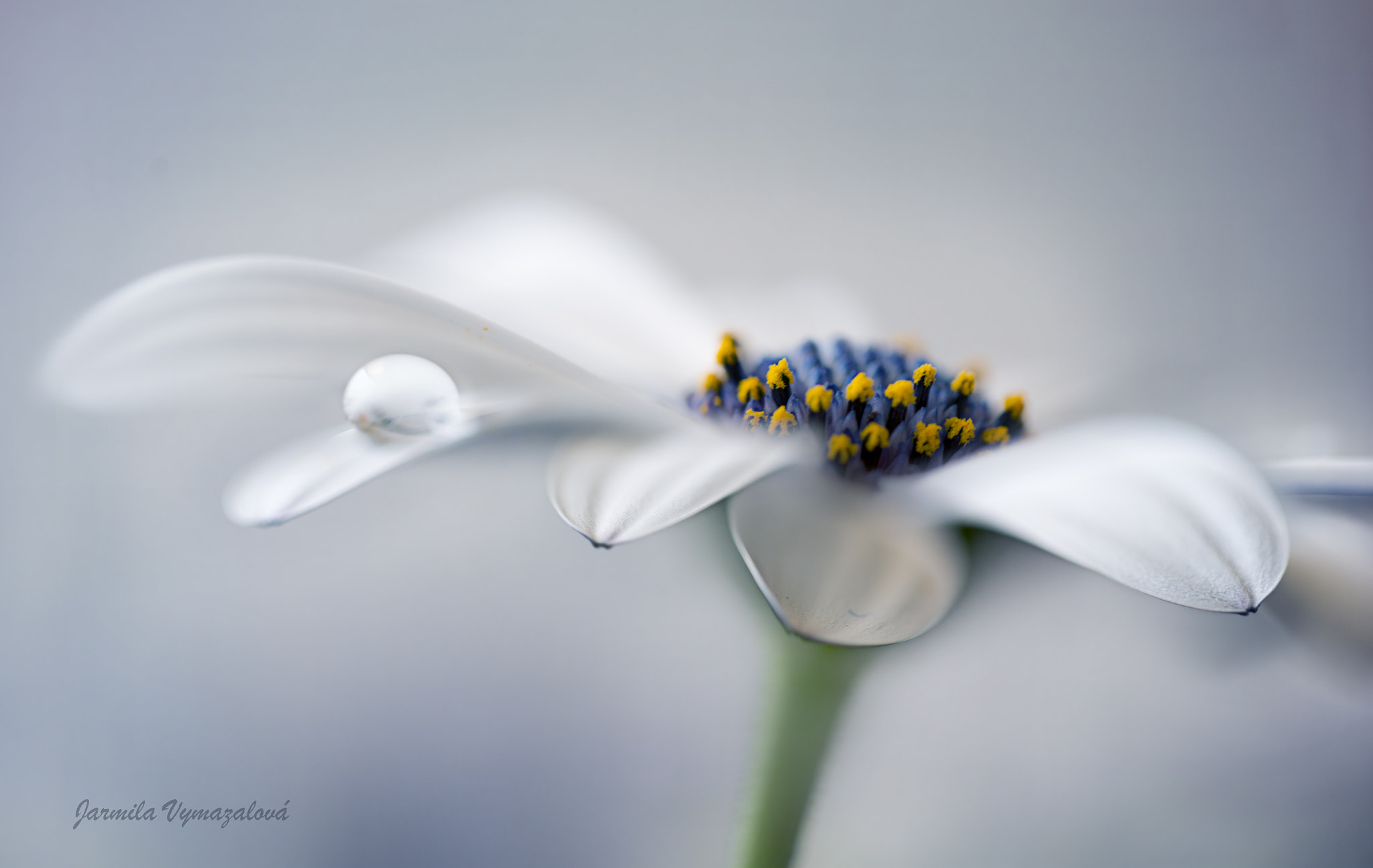 Canon EOS 6D + Canon EF 100mm F2.8L Macro IS USM sample photo. Flower photography