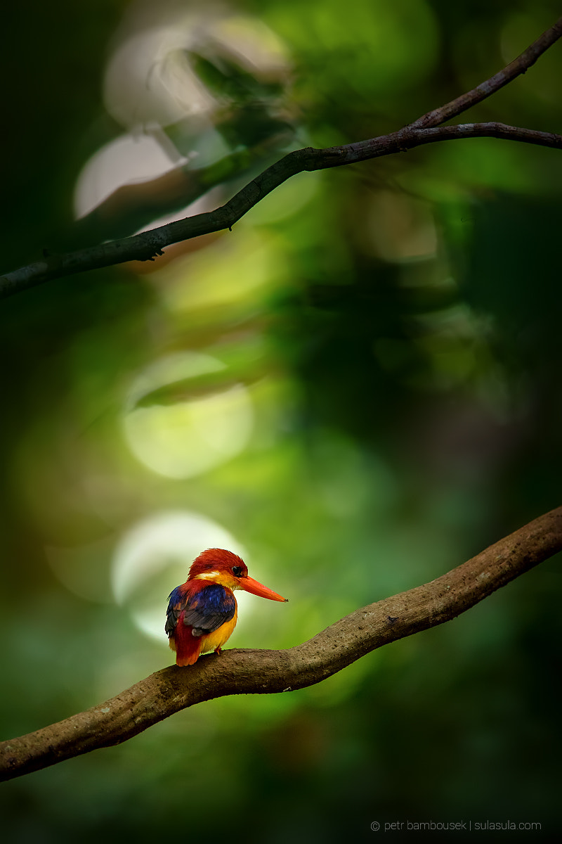 Canon EOS 5DS + Canon EF 300mm F2.8L IS II USM sample photo. Oriental dwarf kingfisher | borneo photography