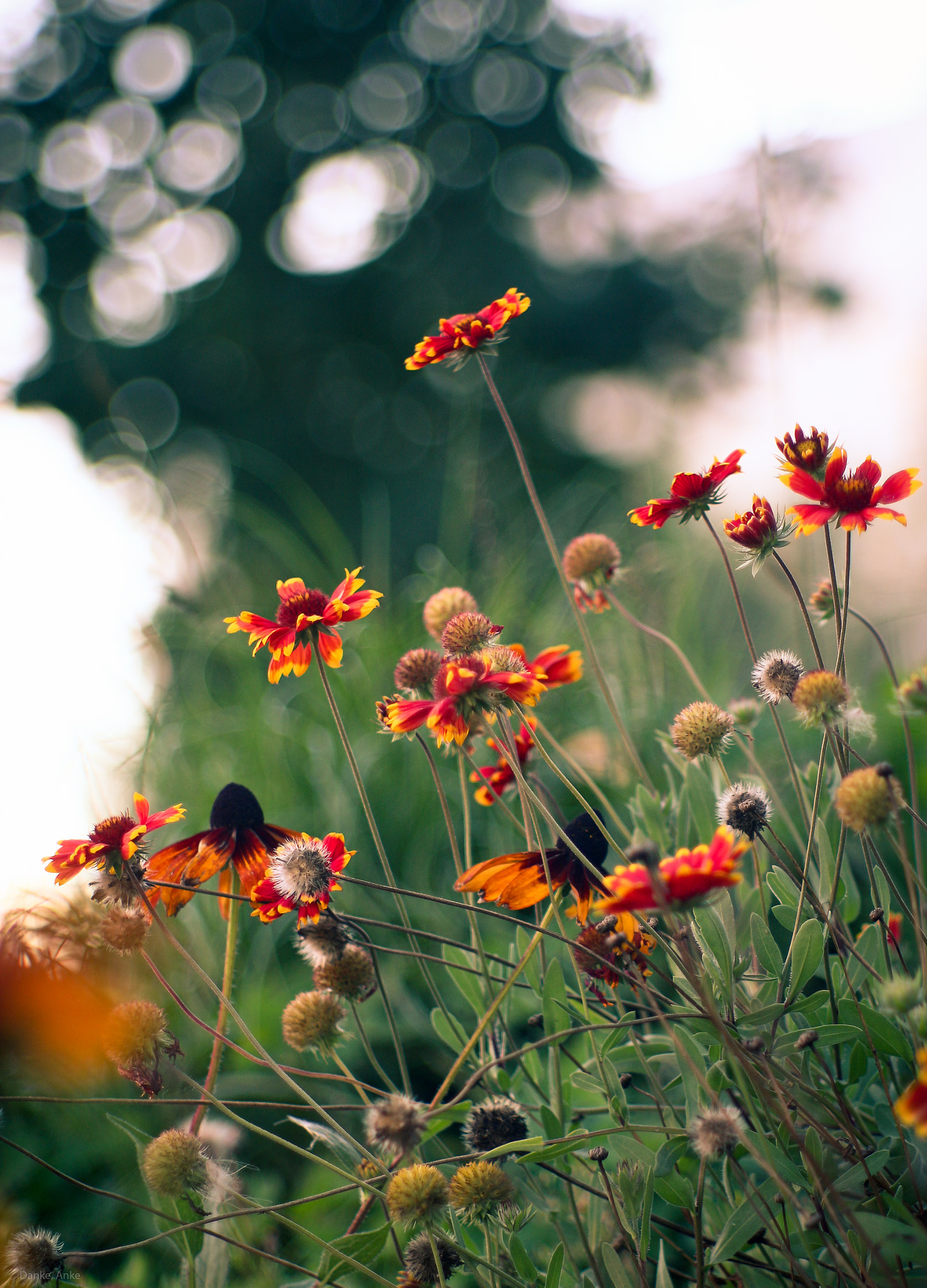 Canon EF 35-80mm f/4-5.6 sample photo. Sunset flowers photography
