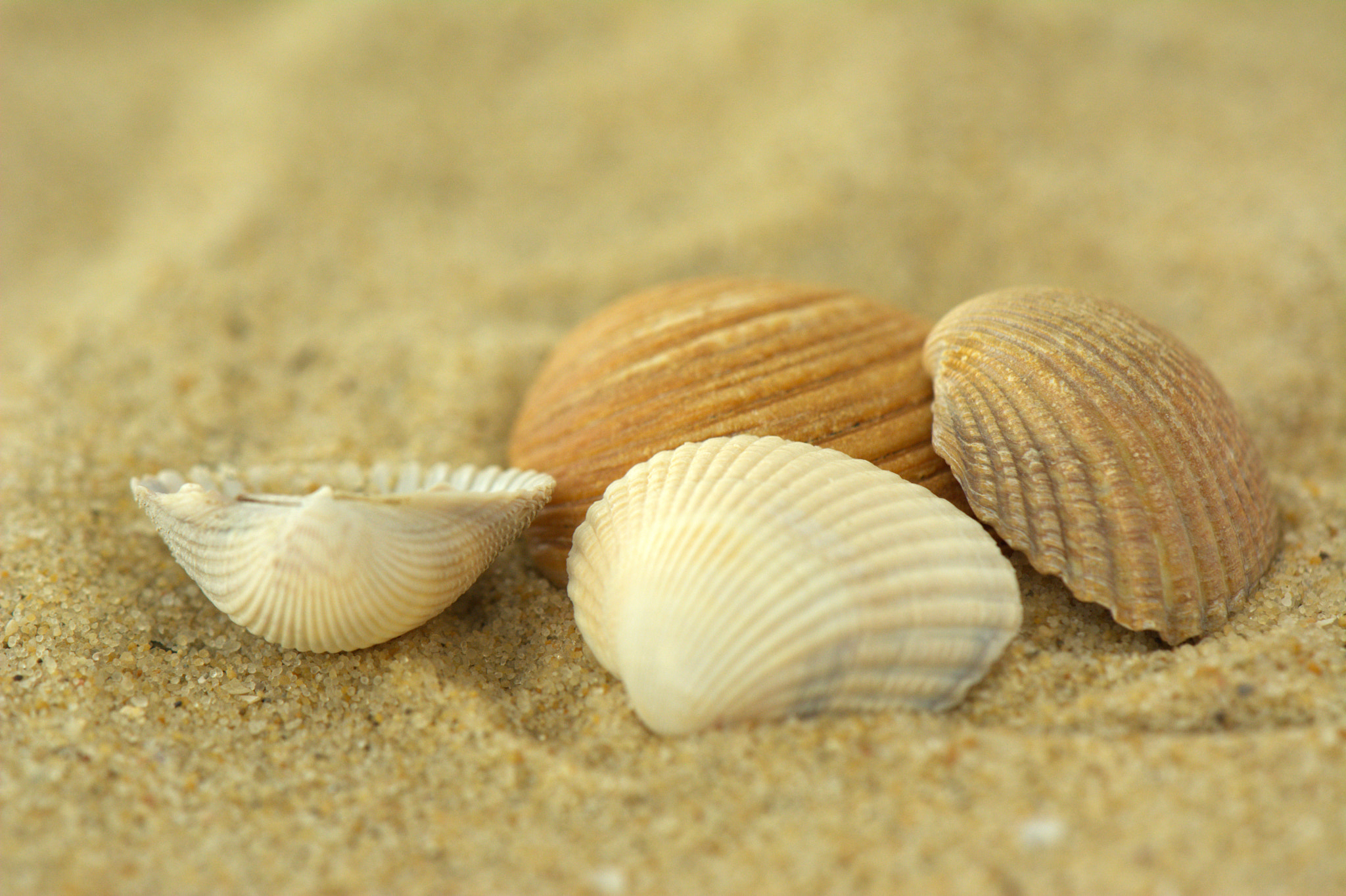 Nikon AF-S DX Micro-Nikkor 85mm F3.5G ED VR sample photo. Shell photography