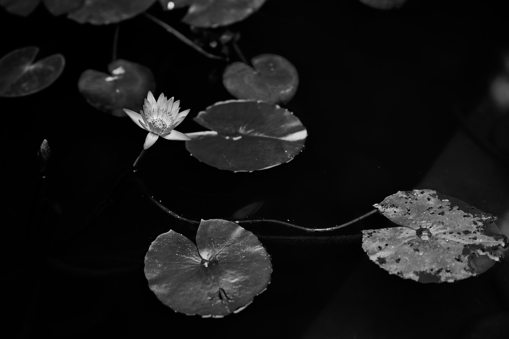 FE 85mm F0 sample photo