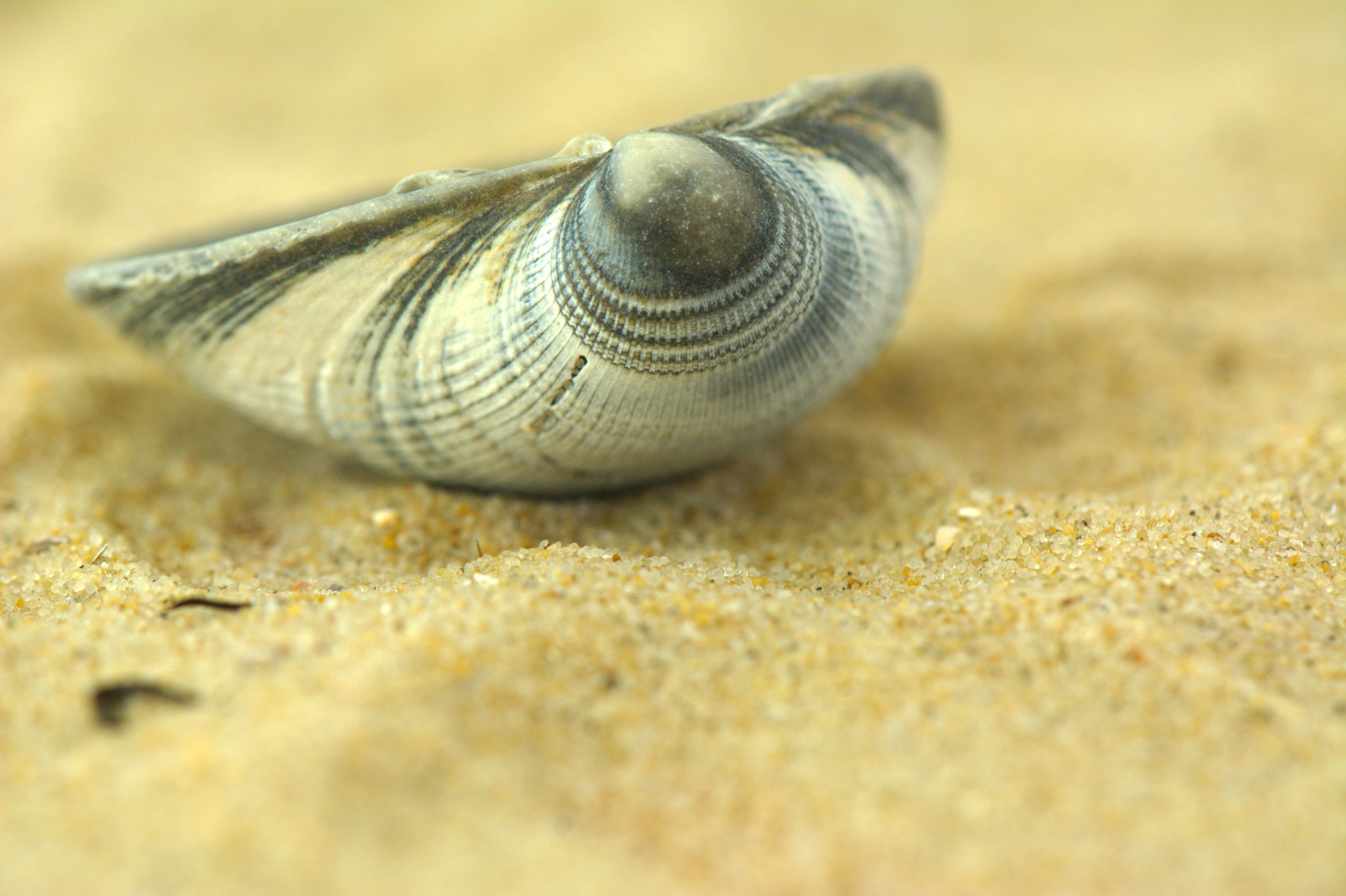 Nikon D7100 sample photo. One day a shell photography