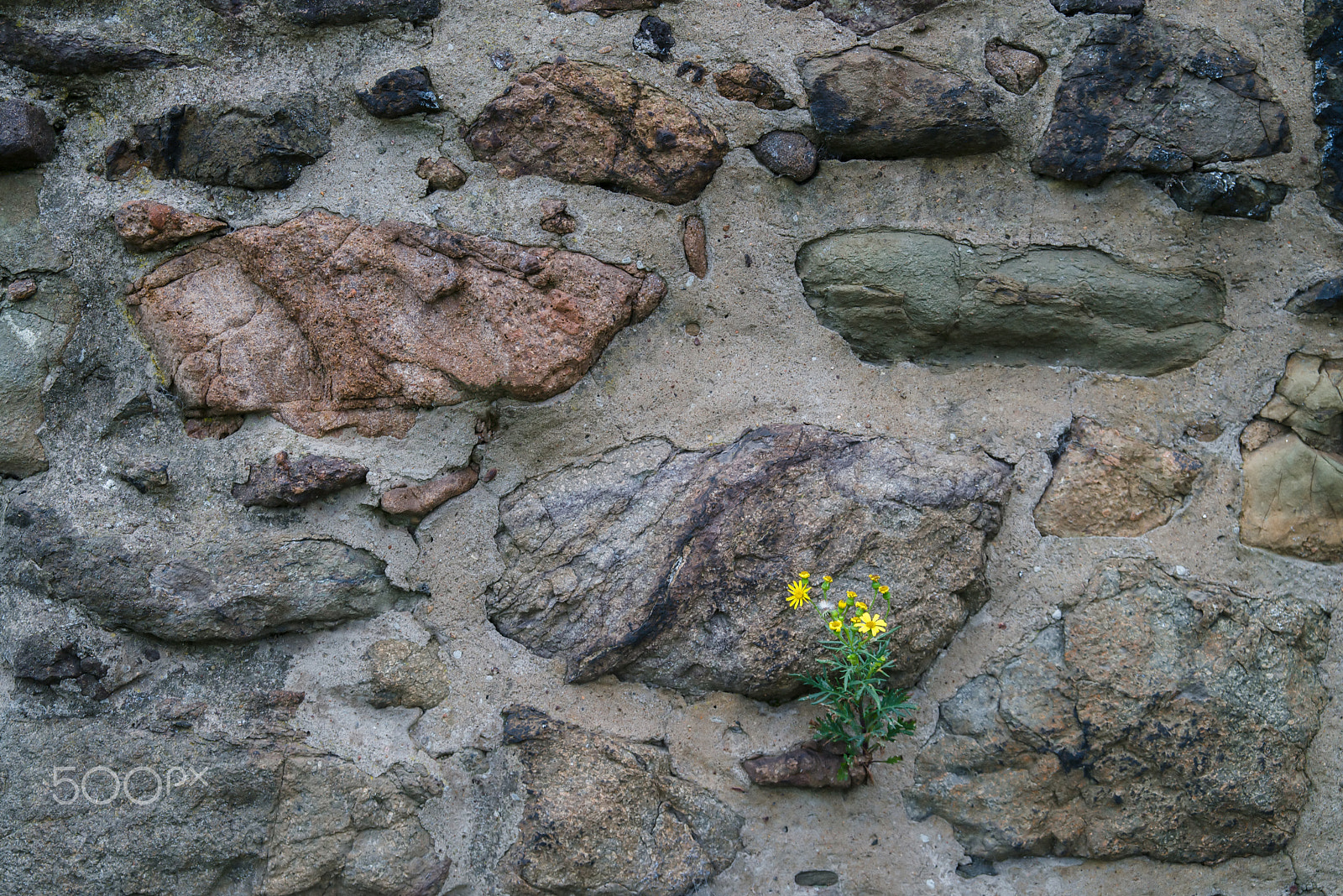Nikon D600 sample photo. Blossoming on rough wall photography