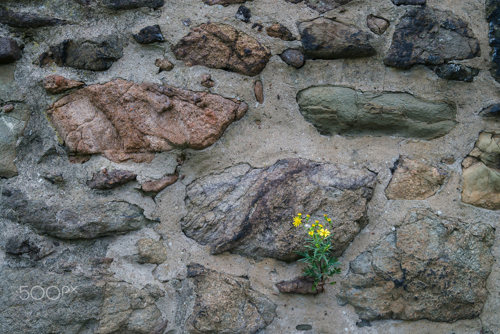 Sigma 24-60mm F2.8 EX DG sample photo. Blossoming on rough wall photography