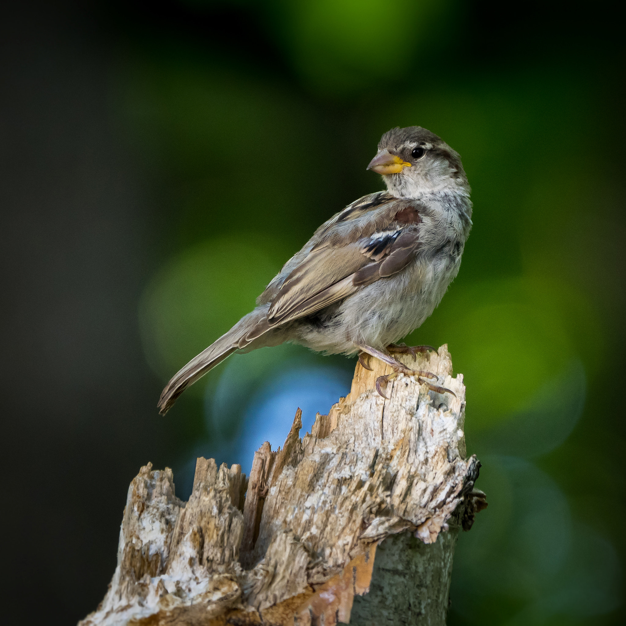 Olympus OM-D E-M1 + LEICA DG 100-400/F4.0-6.3 sample photo. Backyard sparrow photography