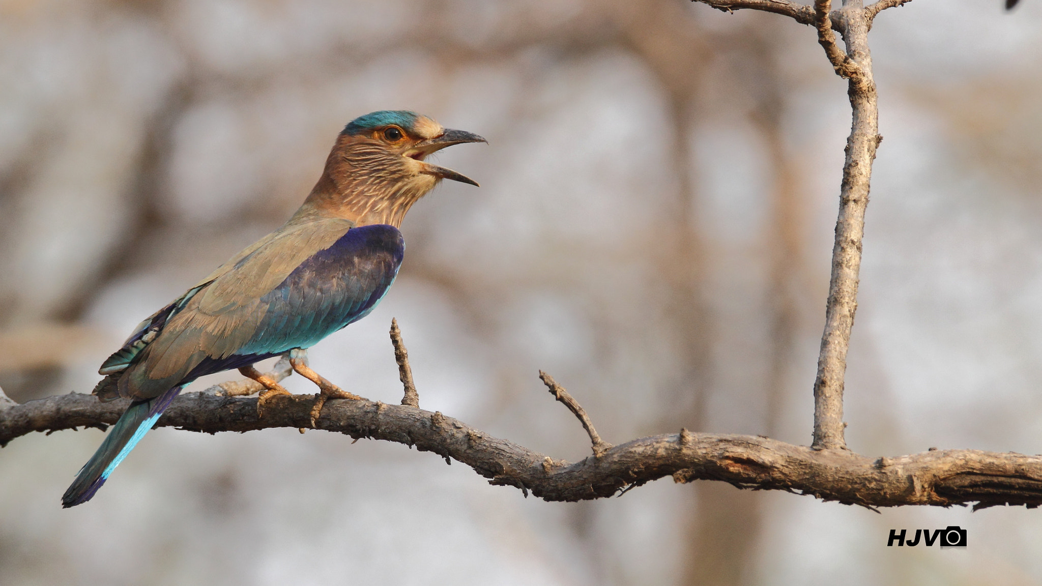 Canon EOS 600D (Rebel EOS T3i / EOS Kiss X5) sample photo. Indian roller photography