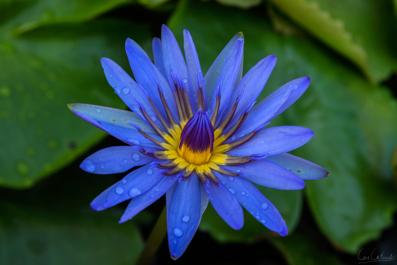 Nikon D800 + Nikon AF Micro-Nikkor 60mm F2.8D sample photo. Water lily photography
