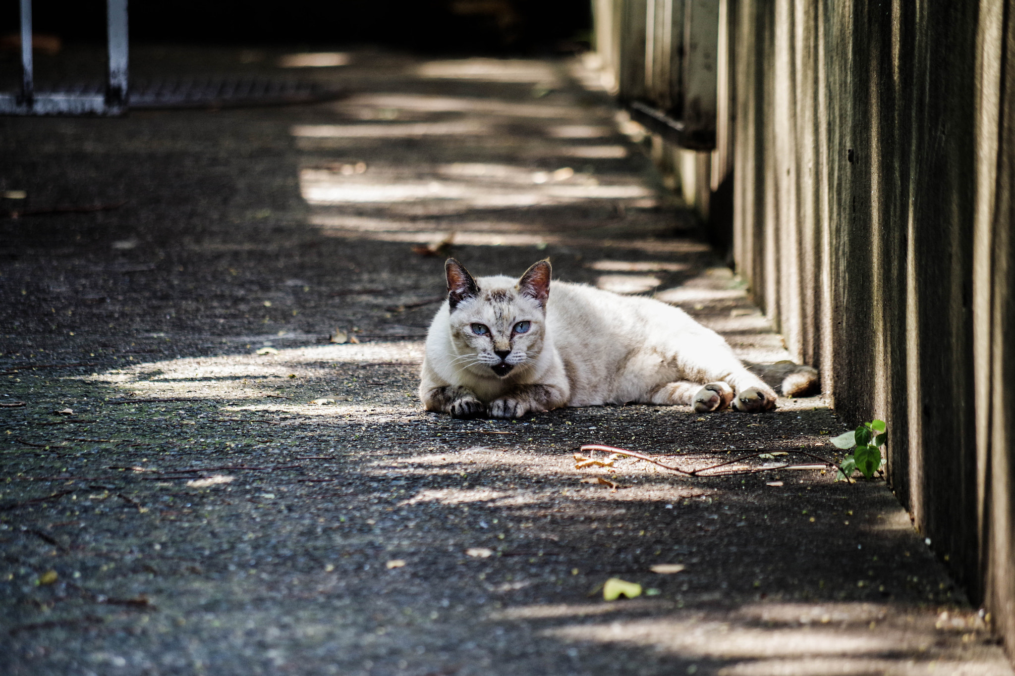 Pentax K-S2 + smc Pentax-DA L 50-200mm F4-5.6 ED WR sample photo. 木陰の猫 photography