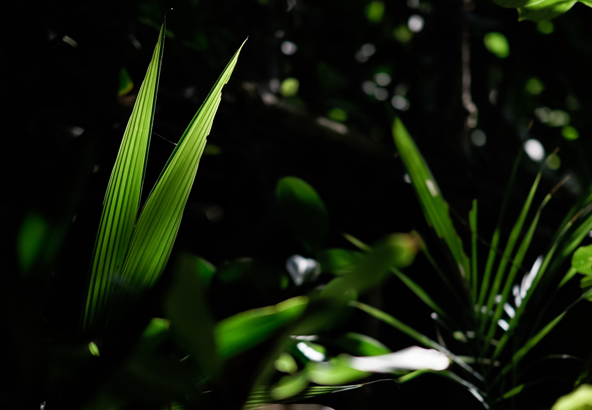 Sony FE 85mm F1.4 GM sample photo. Leaf sunlight photography