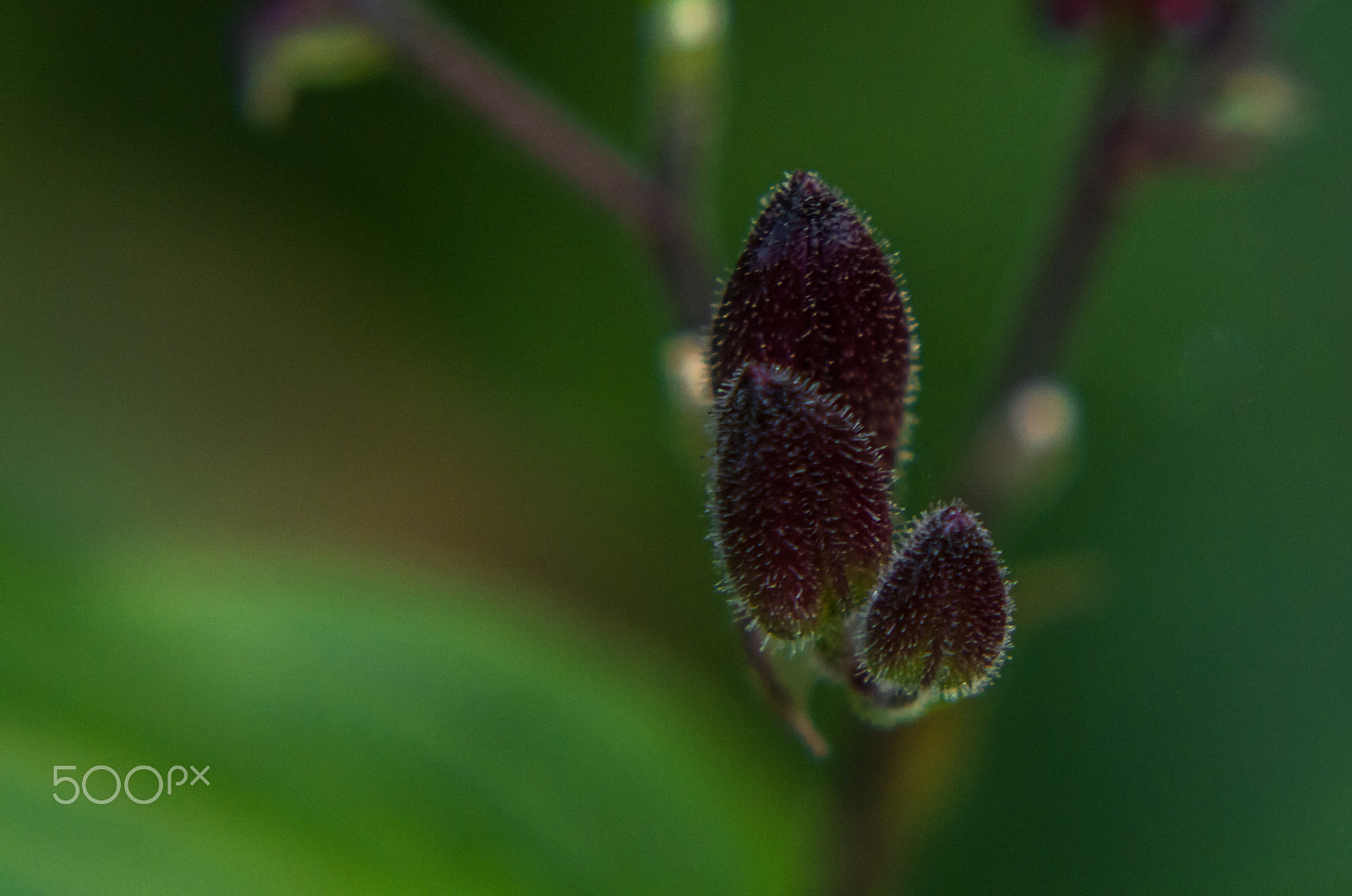 Pentax K-50 + Tamron AF 70-300mm F4-5.6 Di LD Macro sample photo. Plant bud  photography