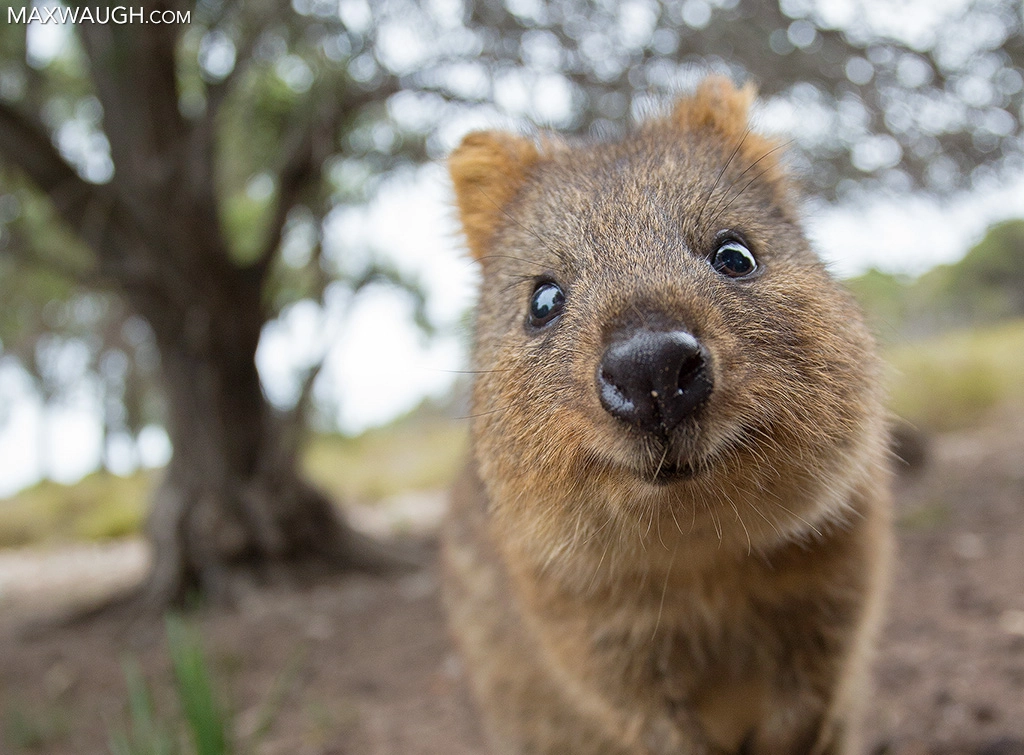 Canon EOS-1D X sample photo. Quokka photography