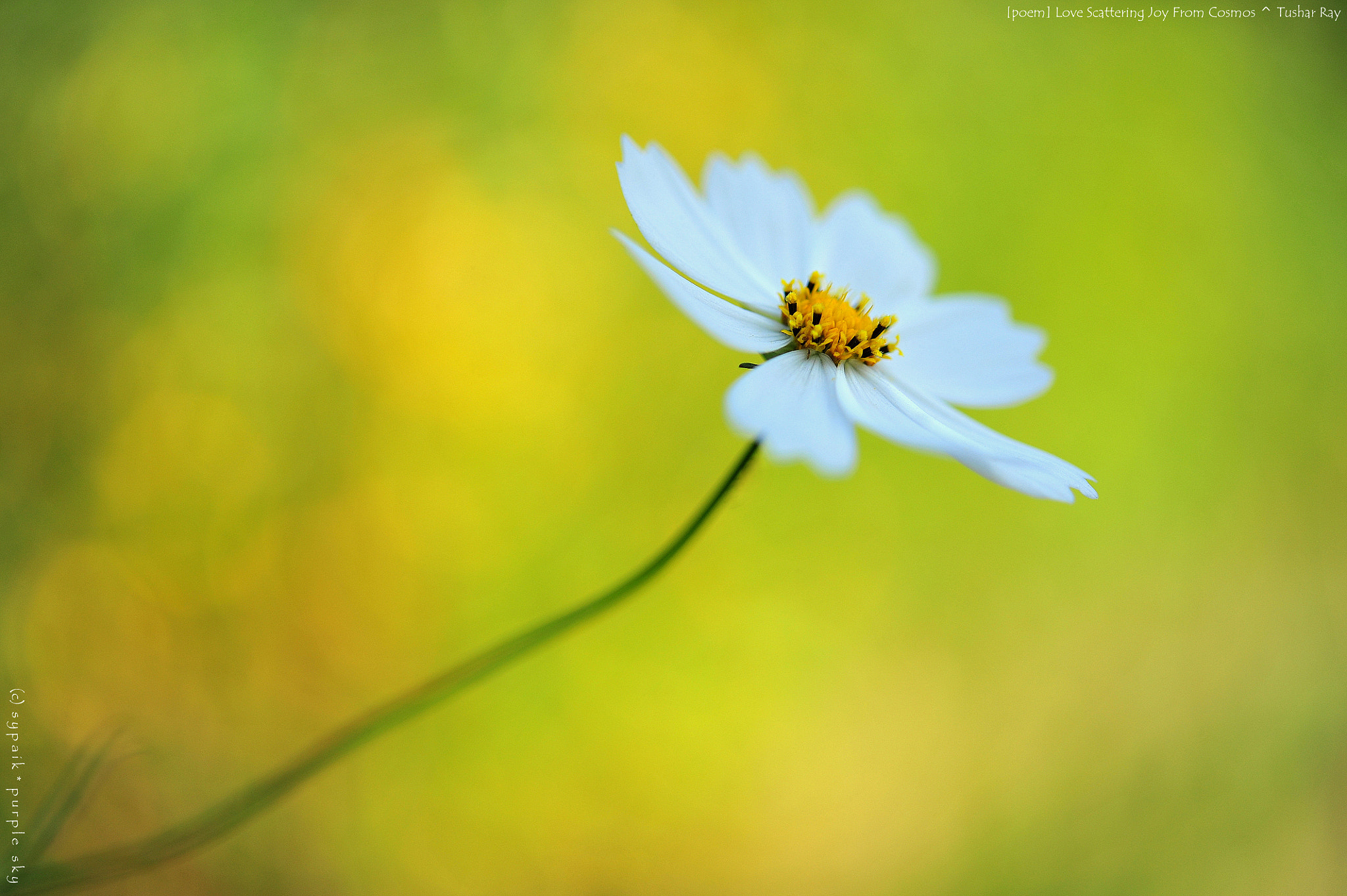 Nikon AF-S Micro-Nikkor 60mm F2.8G ED sample photo. Thy love scattering joy from cosmos iii photography