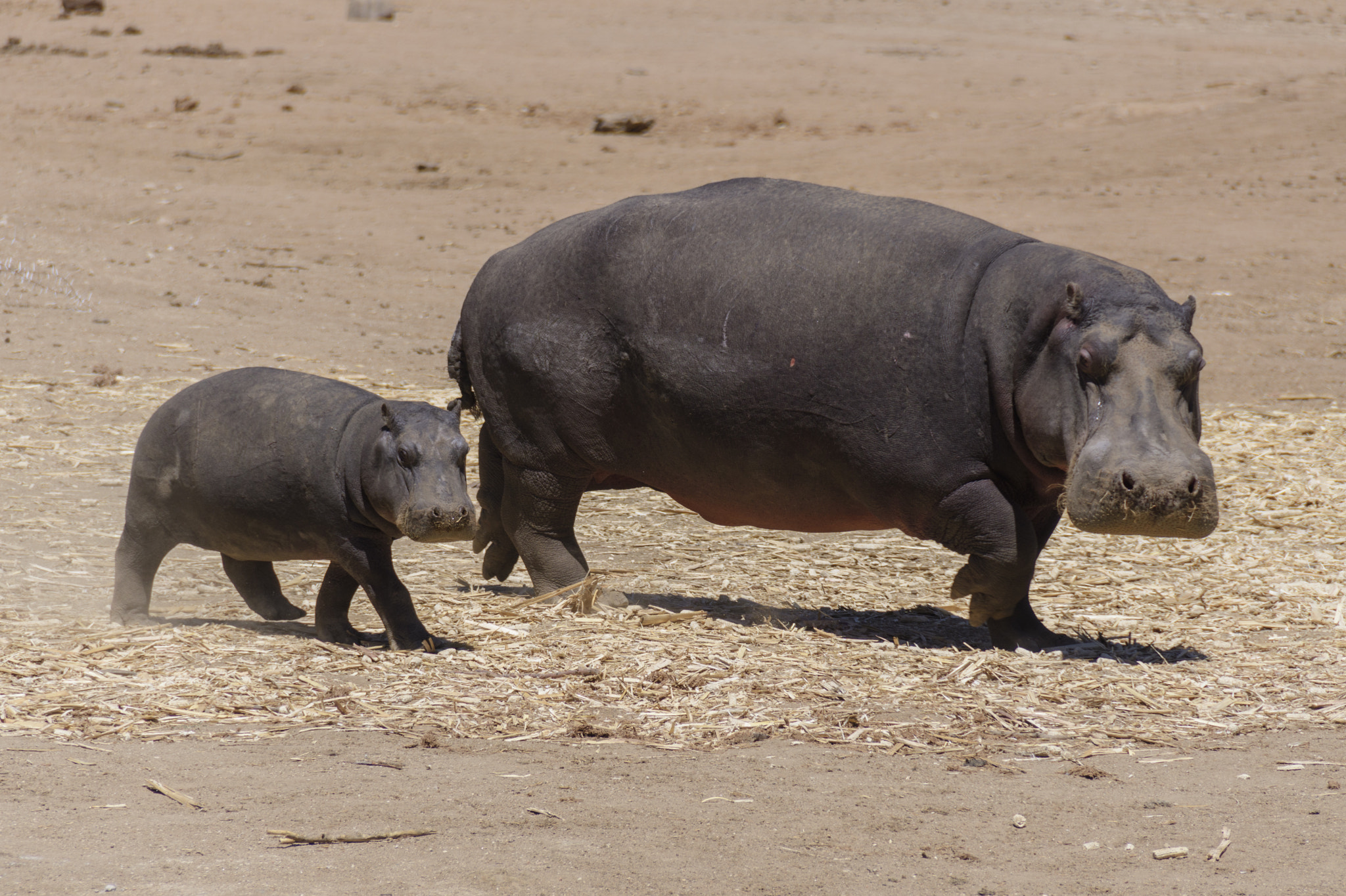 Nikon D500 sample photo. Hippos namibia photography