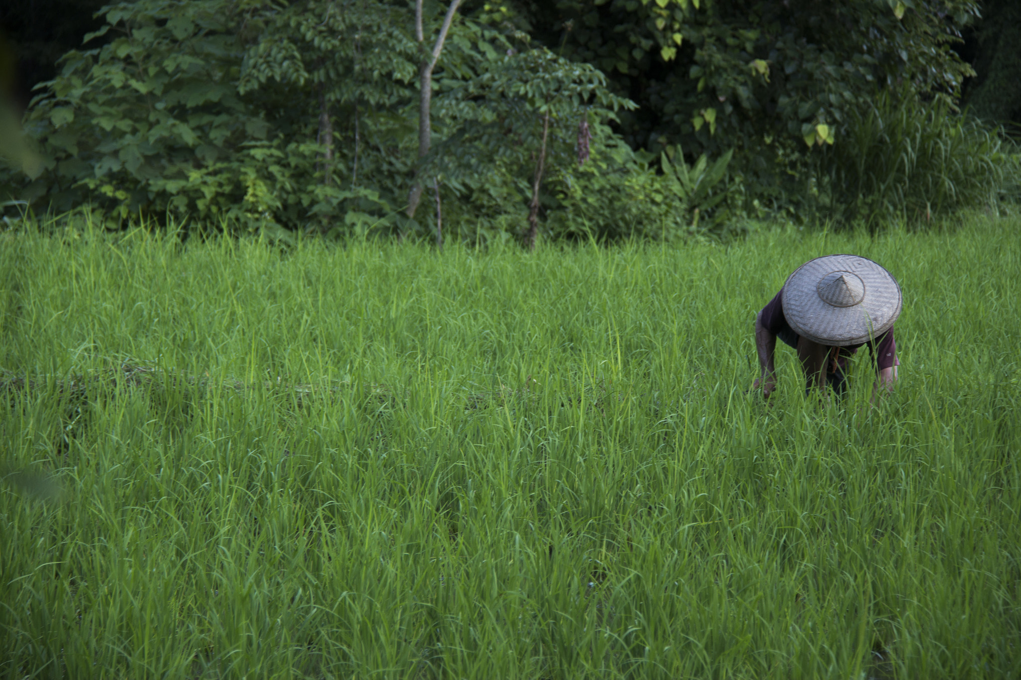 Canon EF-S 18-200mm F3.5-5.6 IS sample photo. Pai thailand working man in farm ii photography