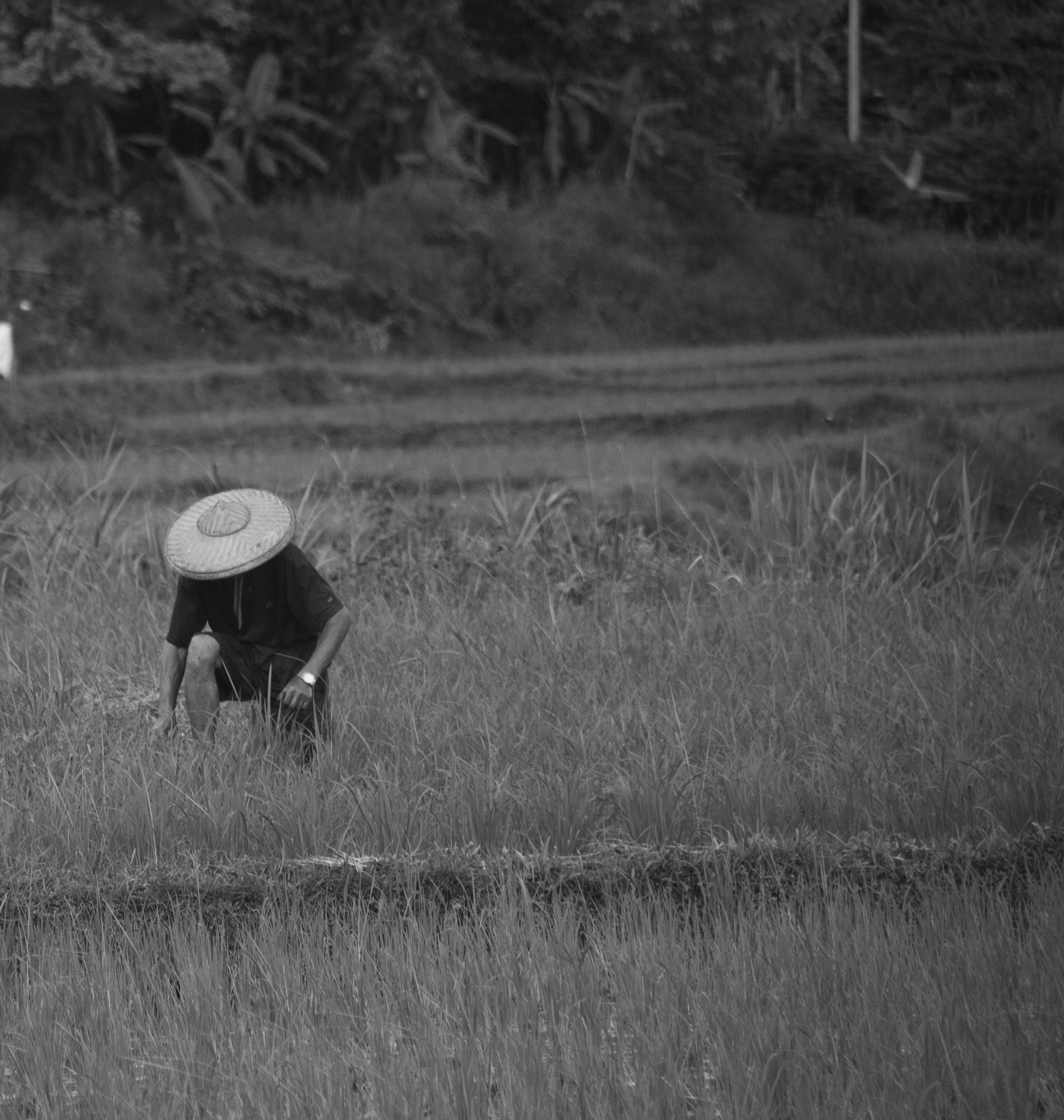 Canon EF-S 18-200mm F3.5-5.6 IS sample photo. Pai thailand working man in farm photography